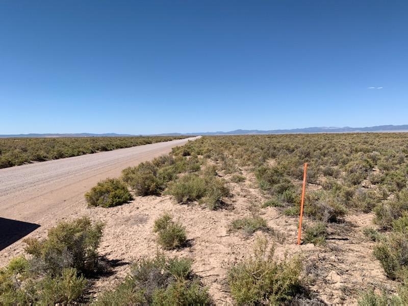 Briggs' Beryl Desert Retreat