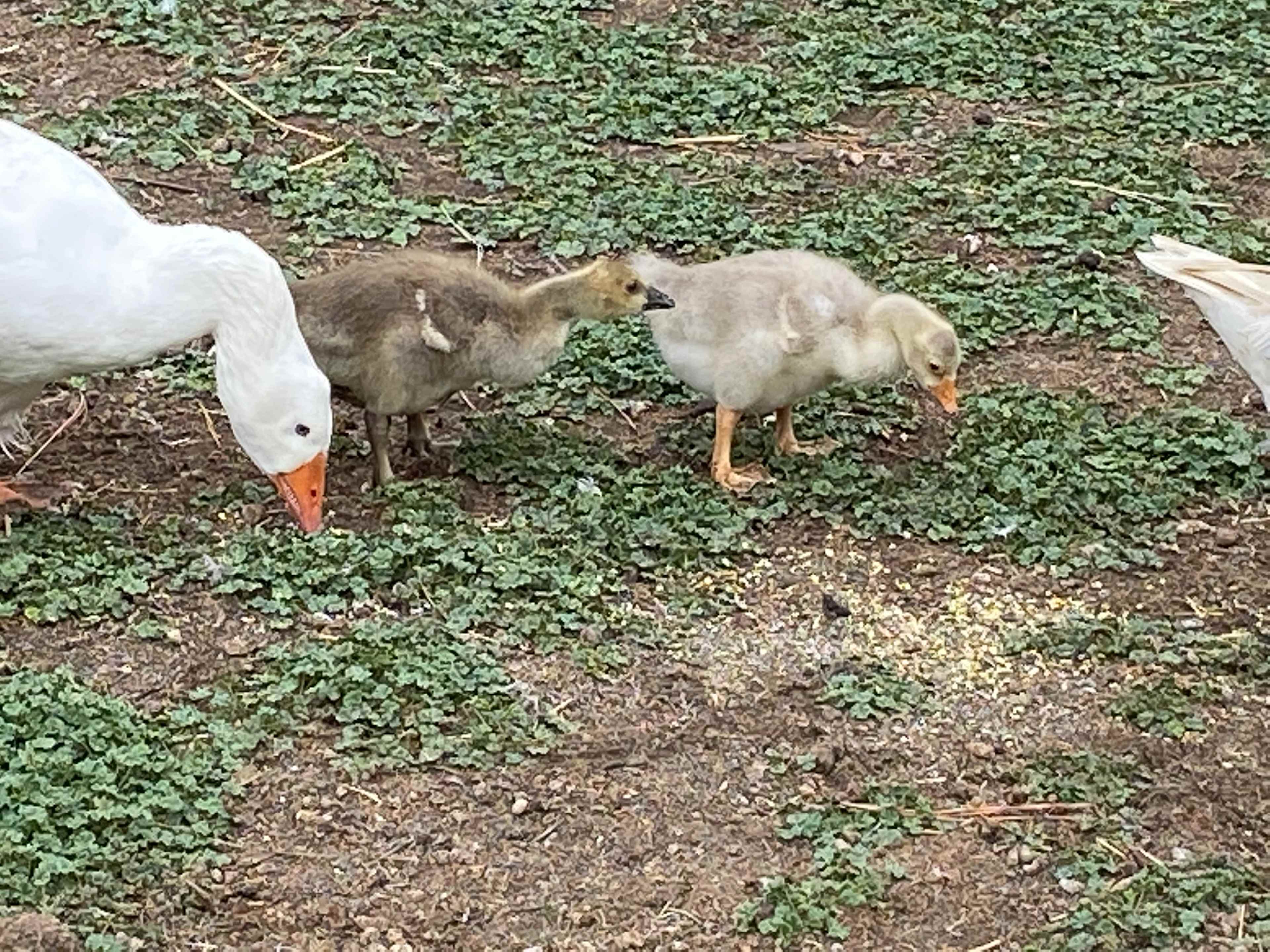 Cramer Ranch