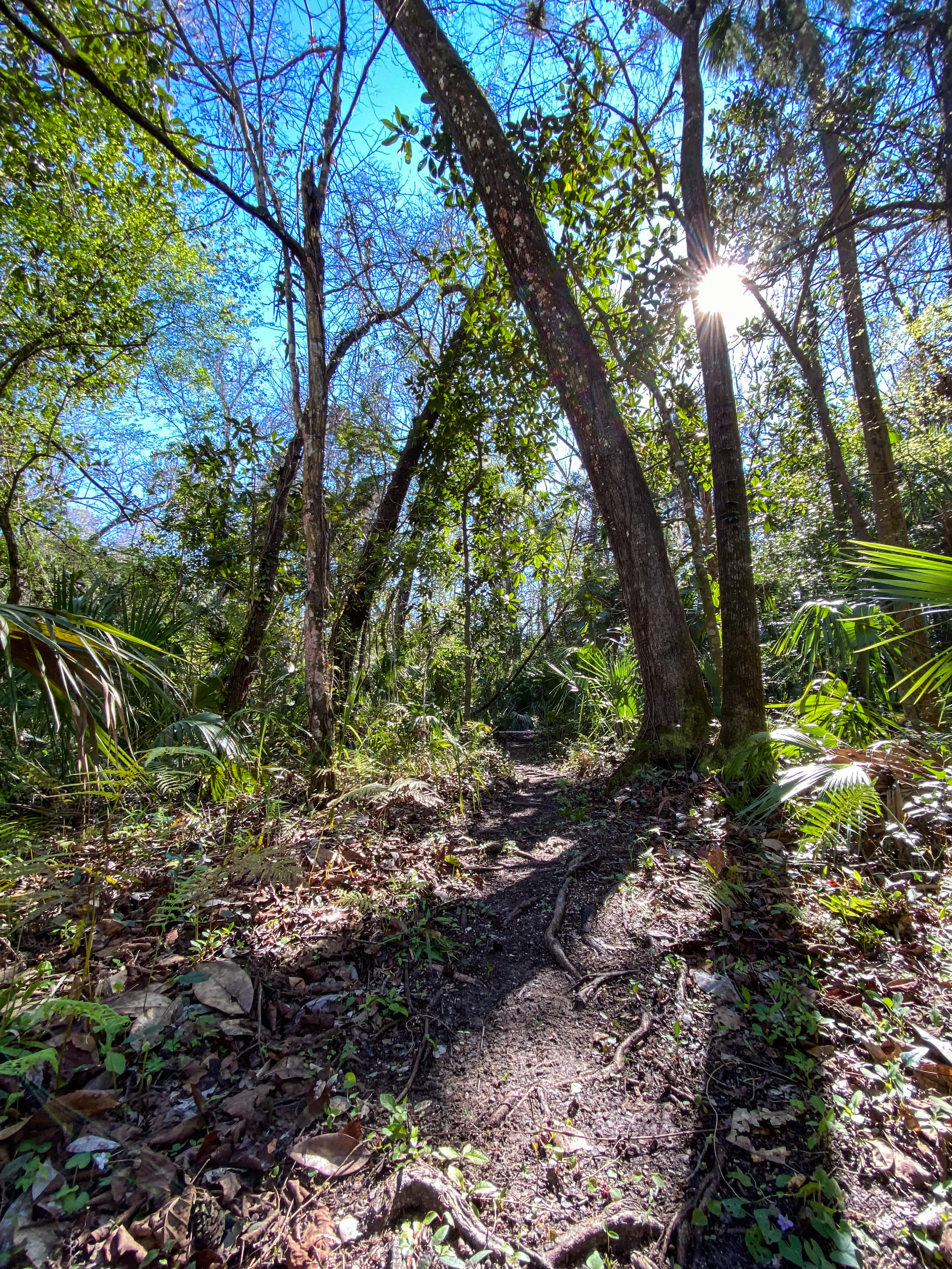 The footpath that leads from the campsite up to our residence driveway. 