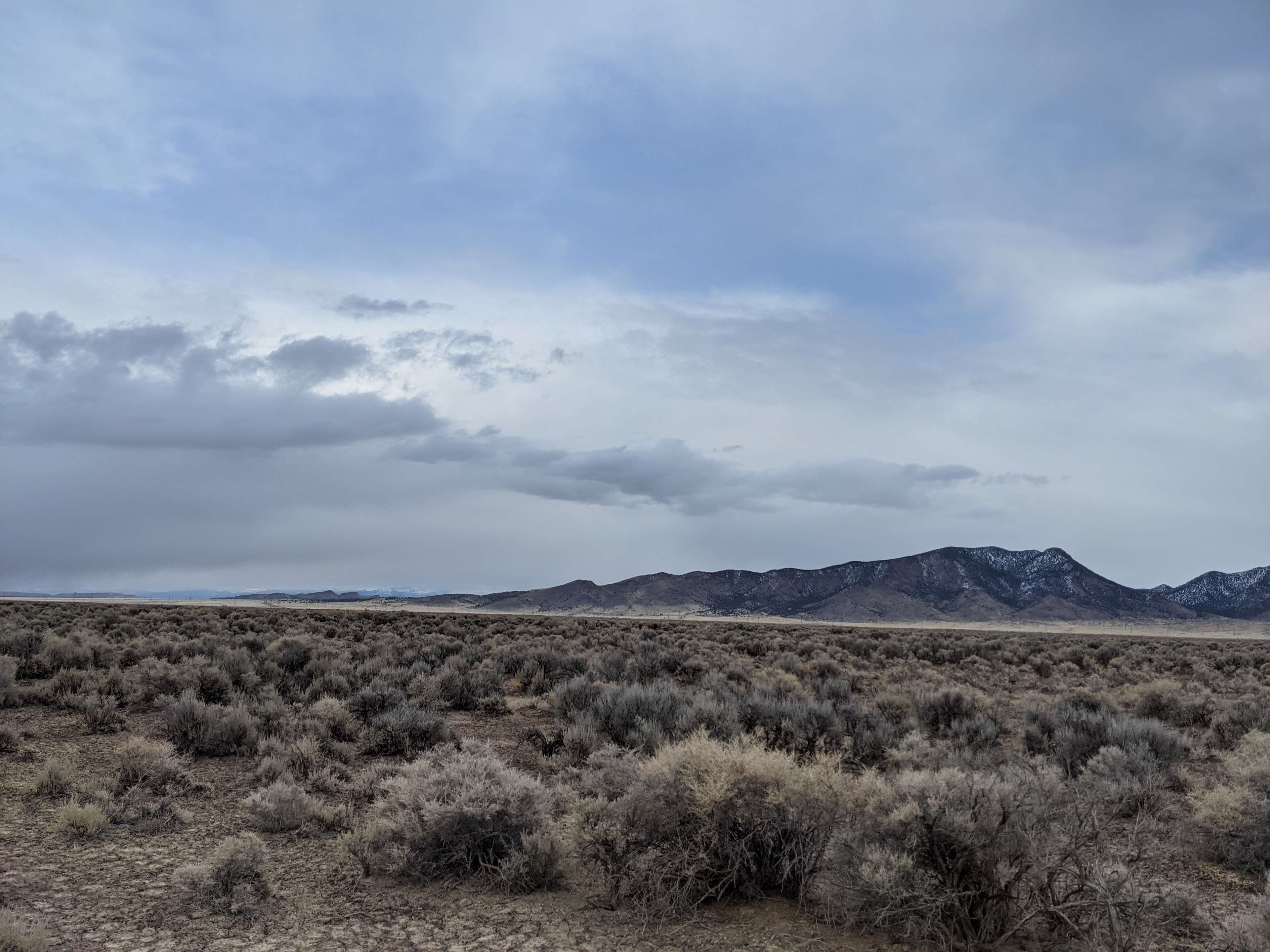 Briggs' Beryl Desert Retreat