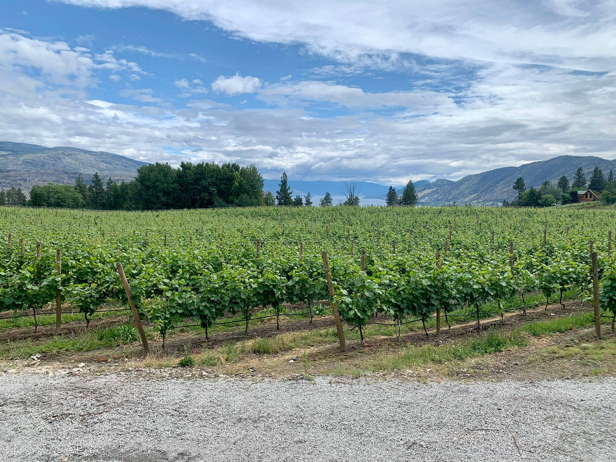Back Forty Vineyards