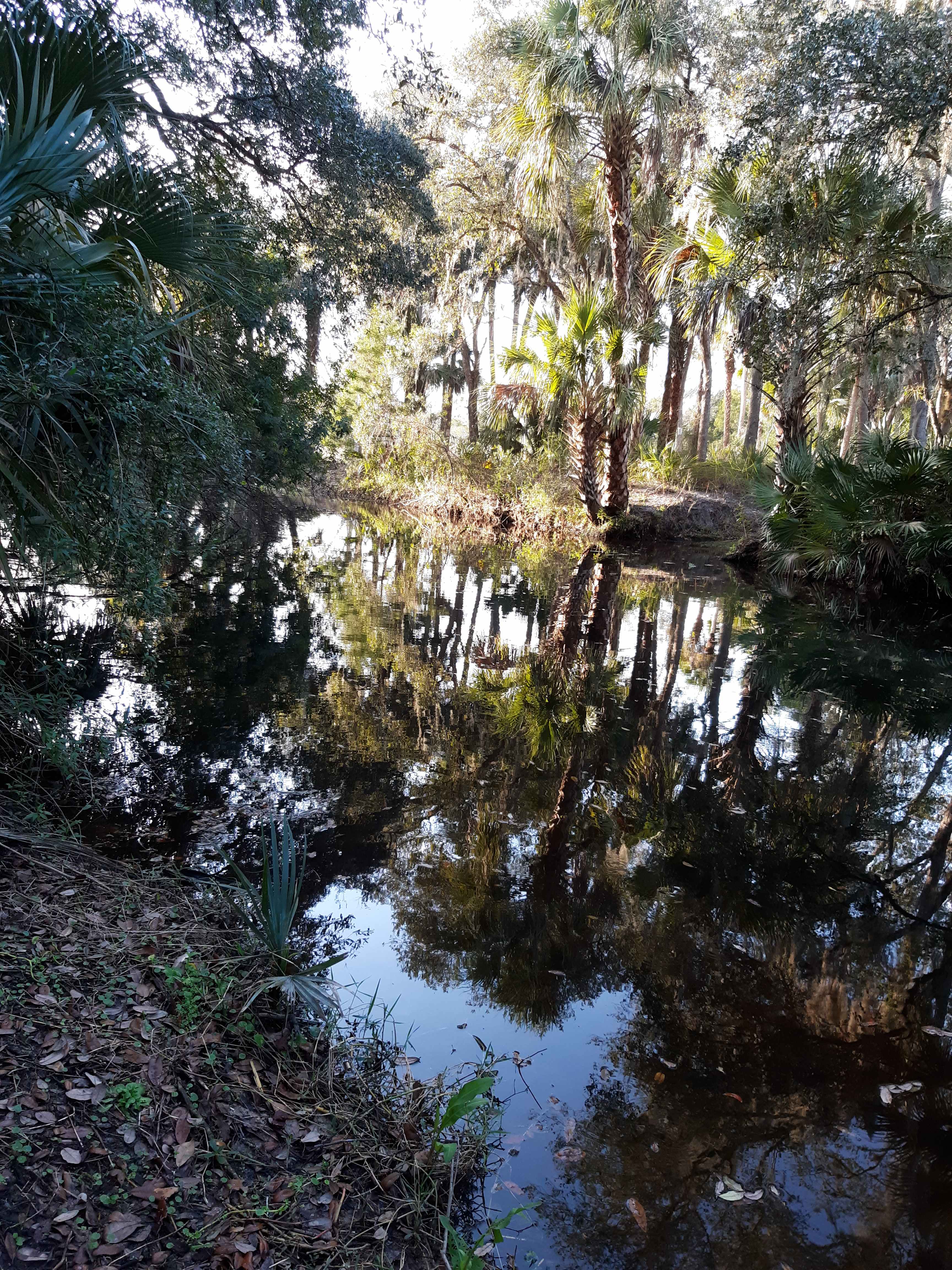 Sandy's Swamp land in Florida