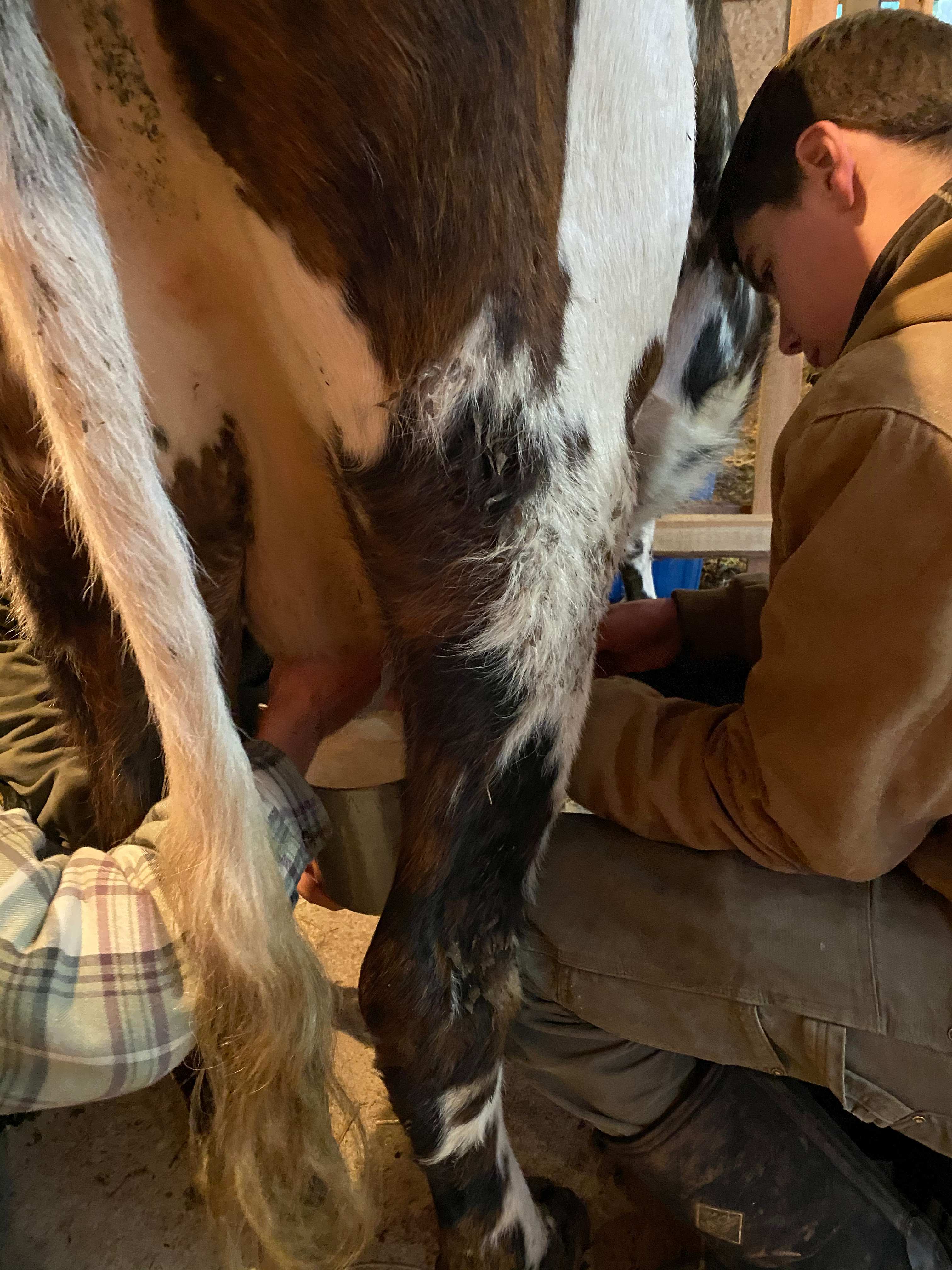 Hymas Family Farm Stay