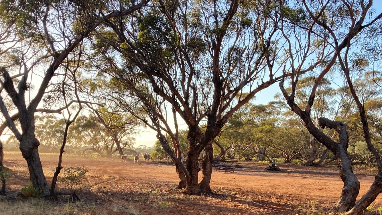 Camp site by morning