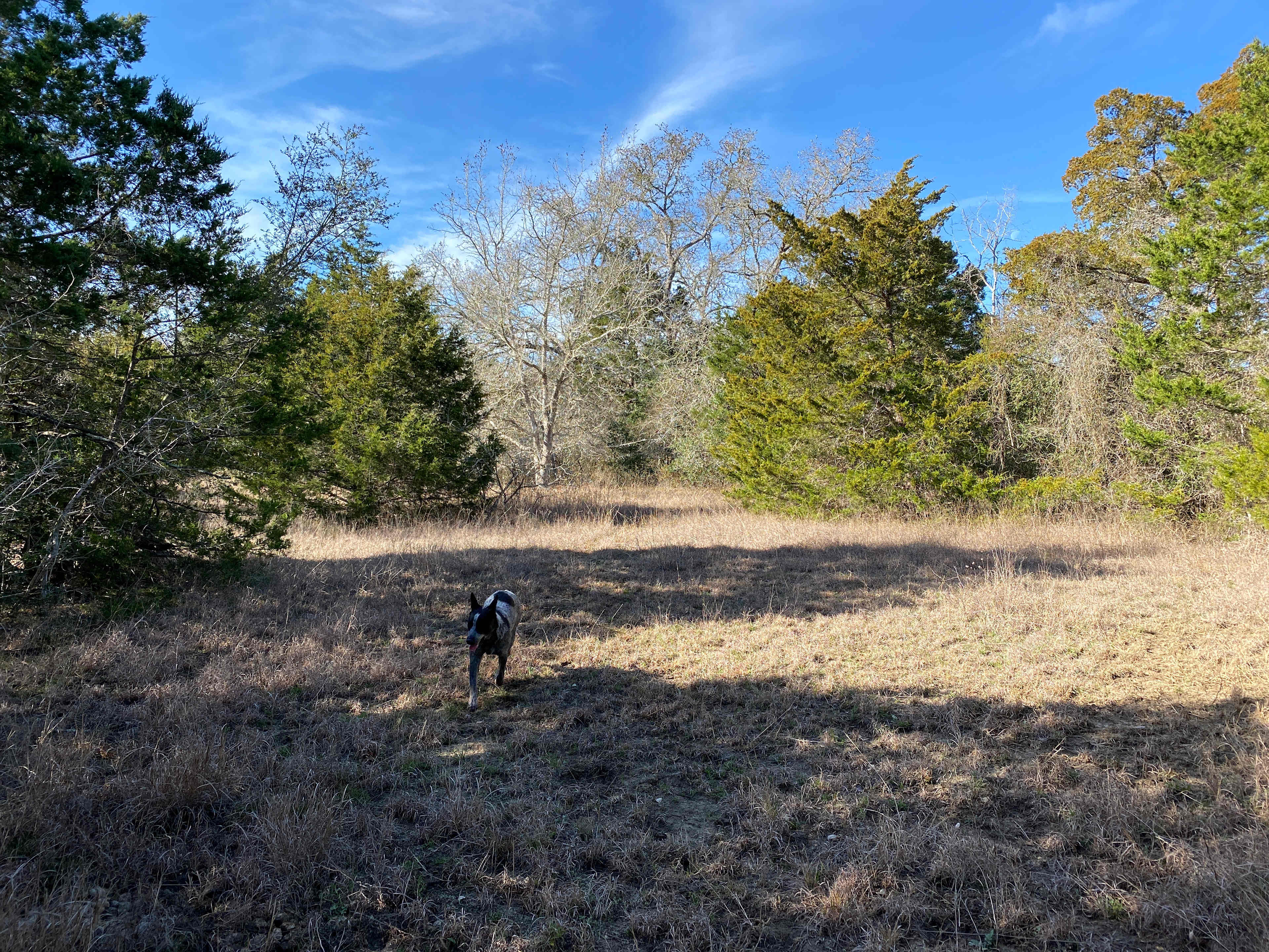 Native Texas Forest
