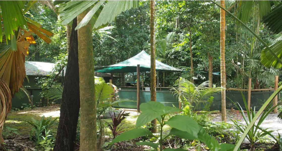 Daintree Crocodylus