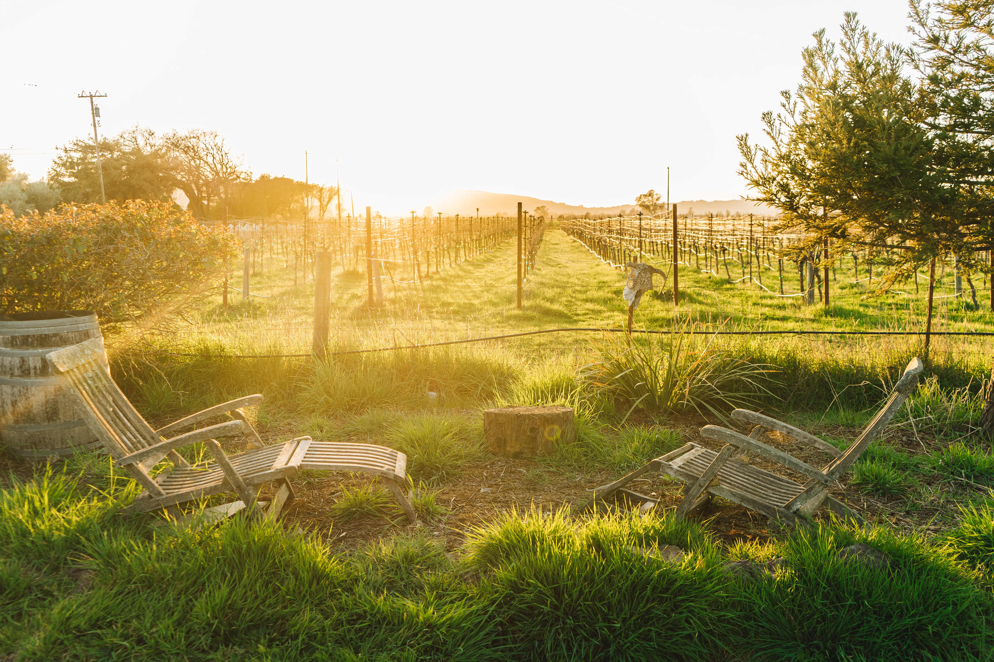 Sunset in Sonoma.