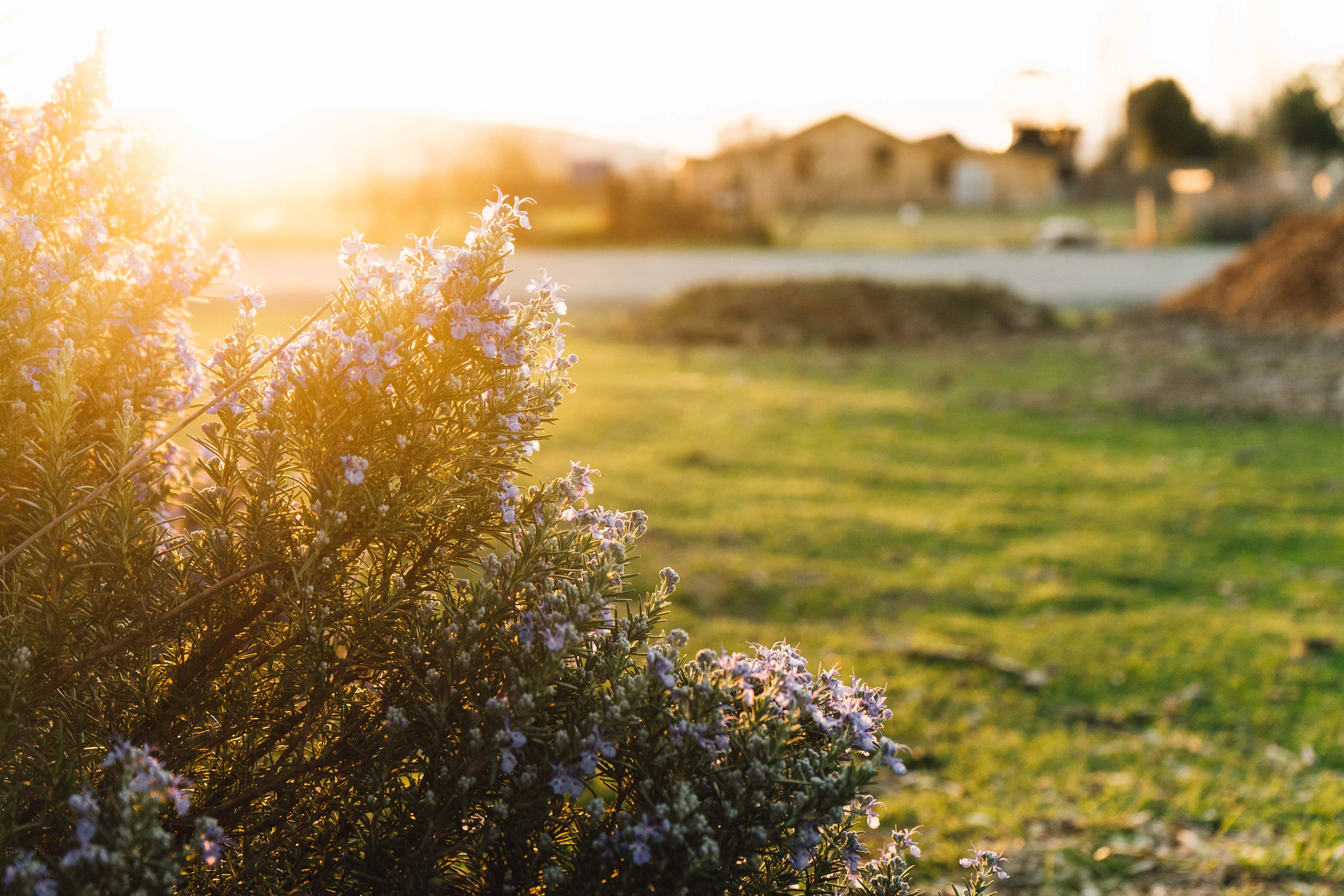 I love rosemary. So many rosemary bushes around the property.