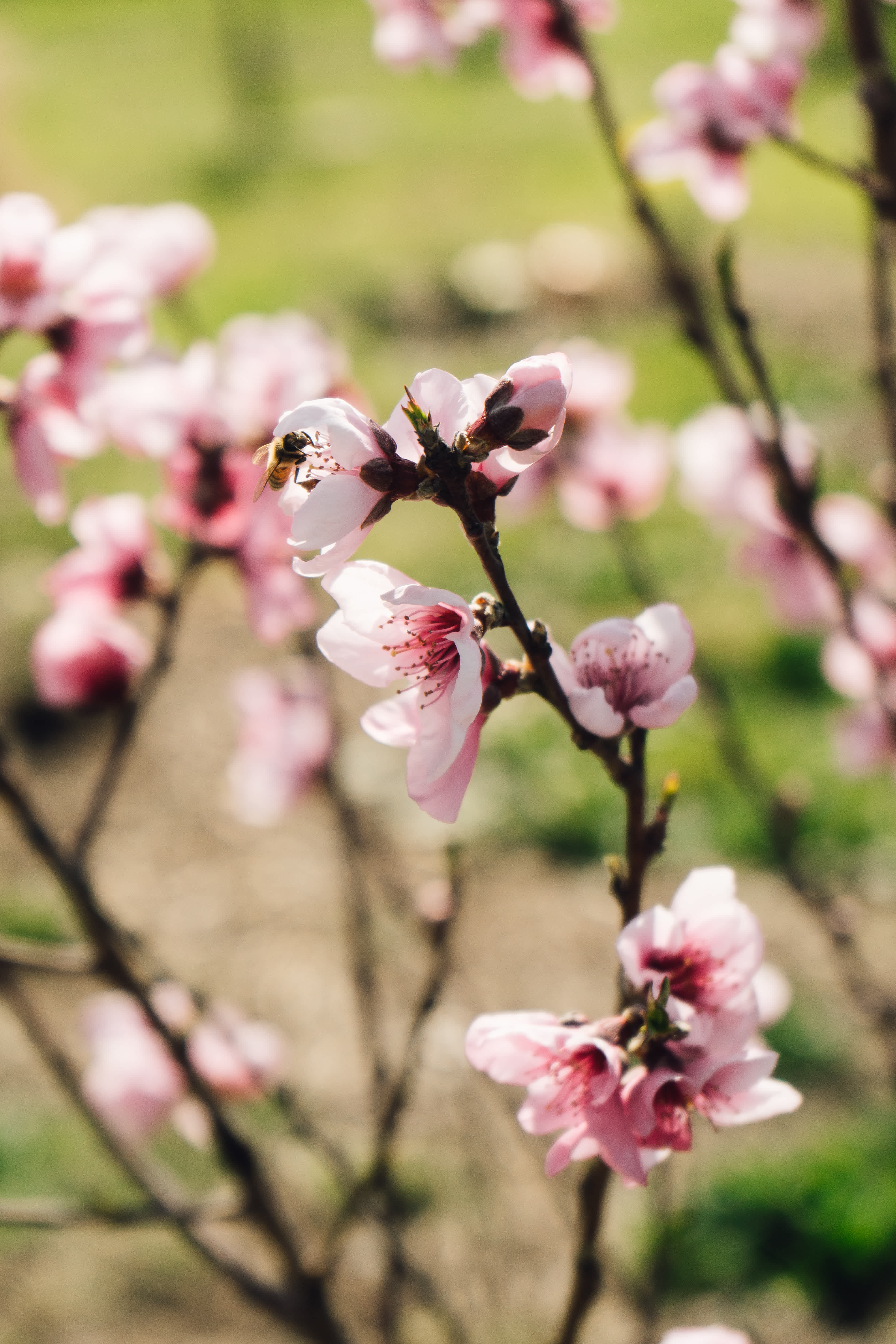 Spring has sprung, the bees are buzzing <3