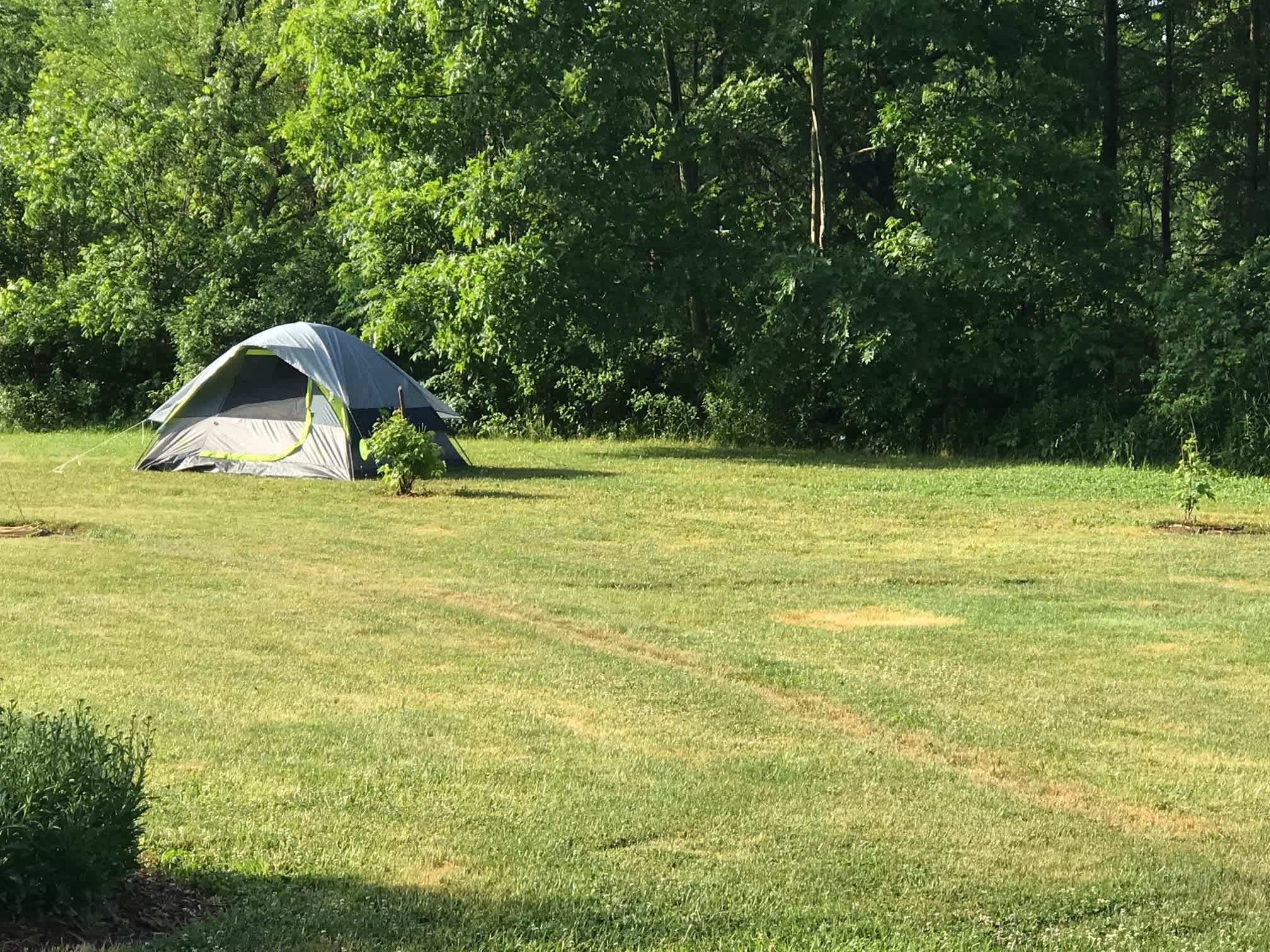 A guest camping in a tent in the field with the trees to the south