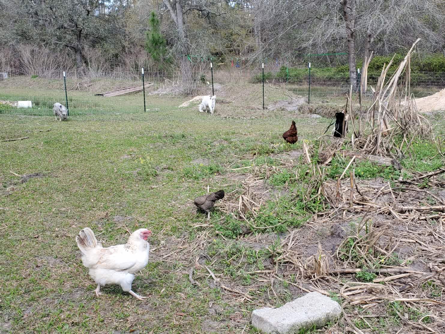 Bee Fly Farm
