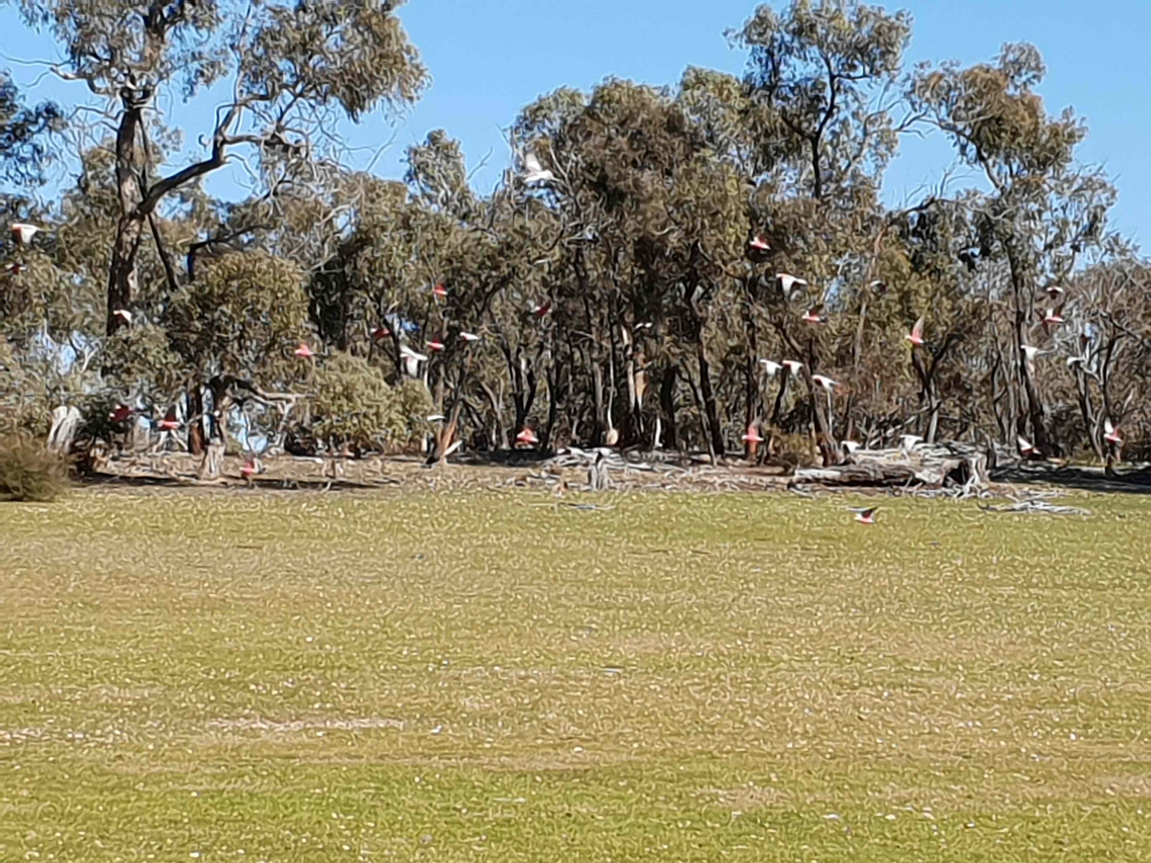 Somerville Park   (Bendigo)