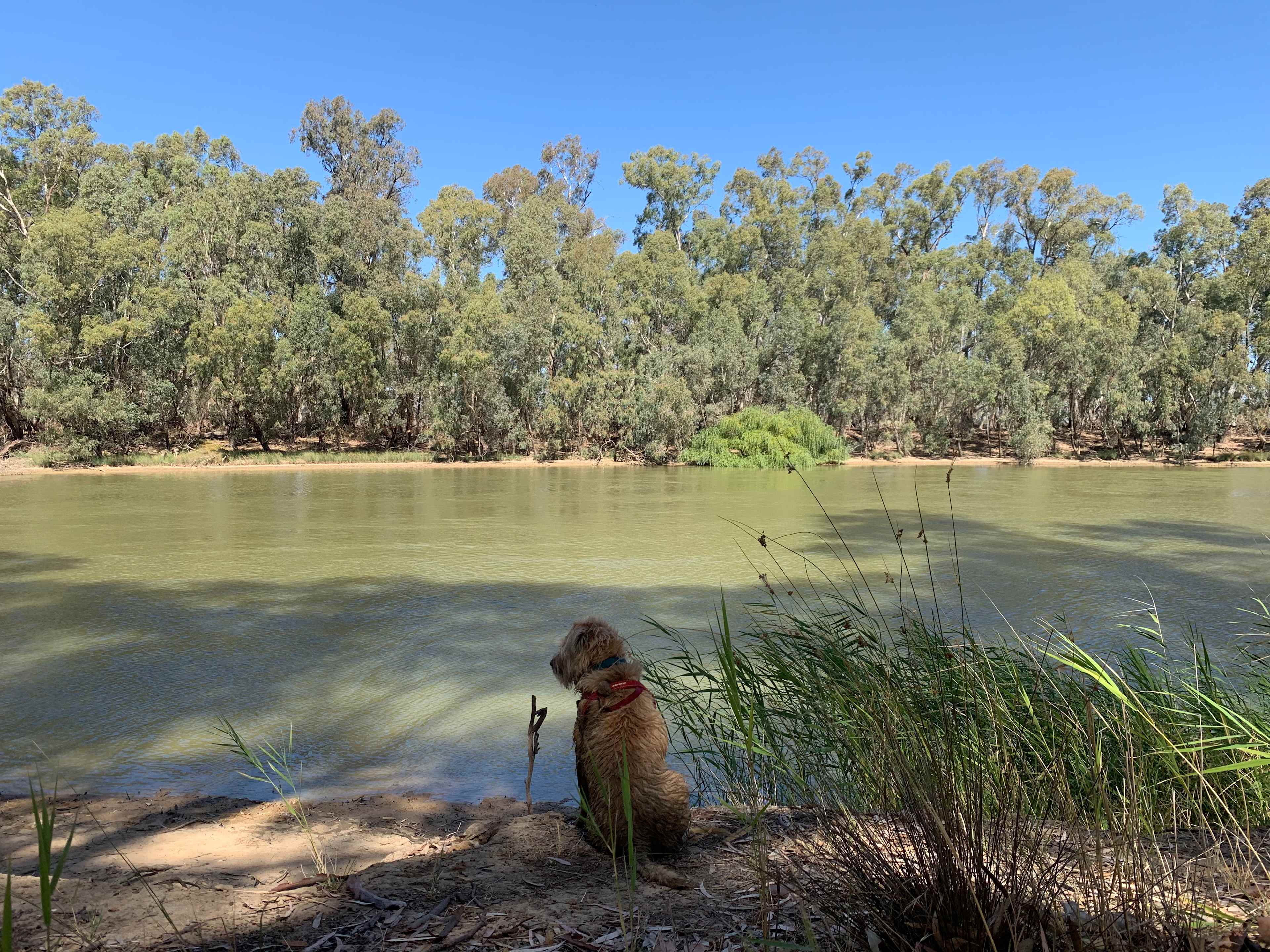 Dog had a good time, he's a chasing terrier type and so we were glad not too much wildlife for him.. a couple of roos and some lizards .. he swam a lot and chased his frisbee mainly