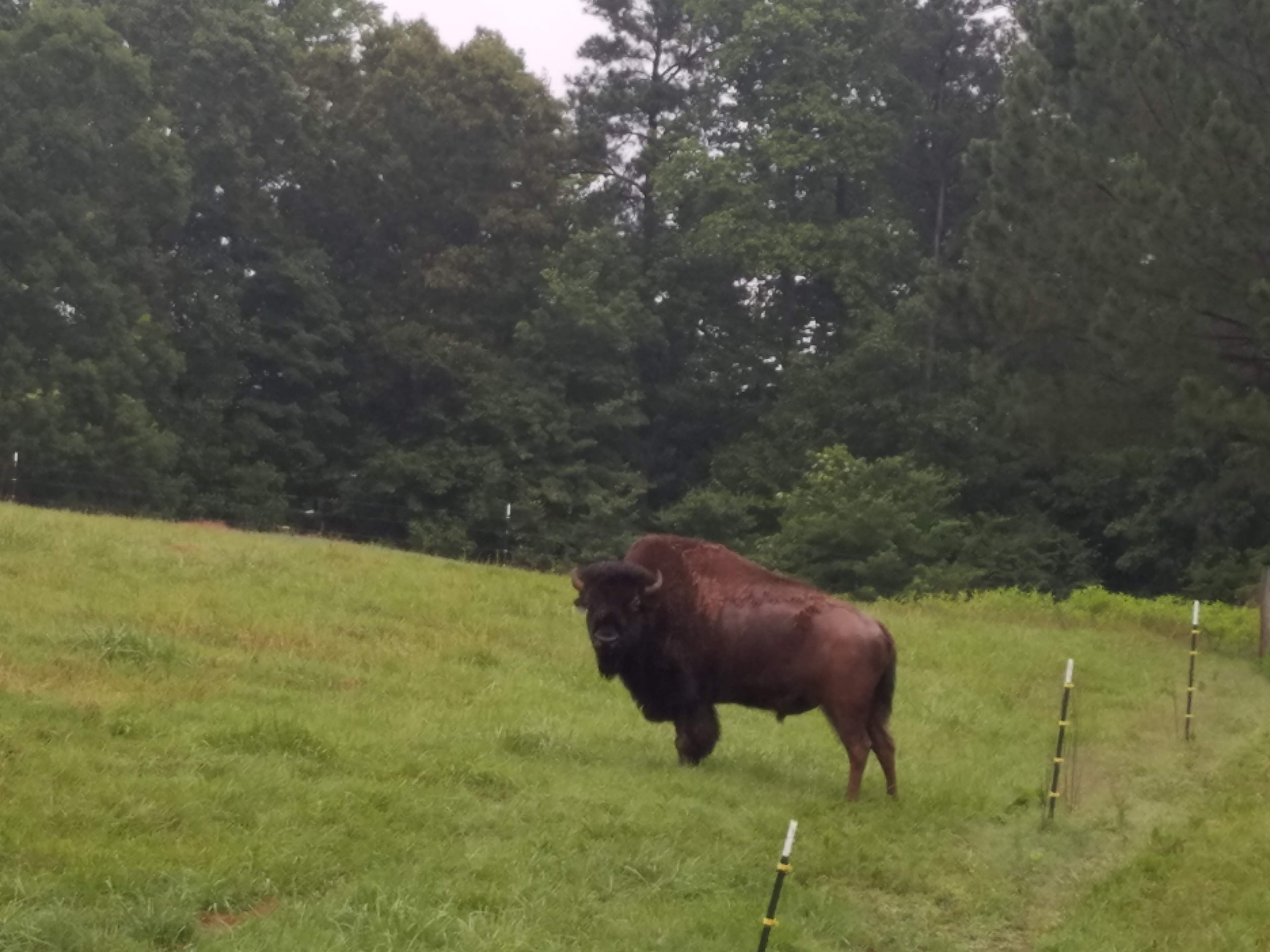 Piedmont Bison Ranch / Bison Trail