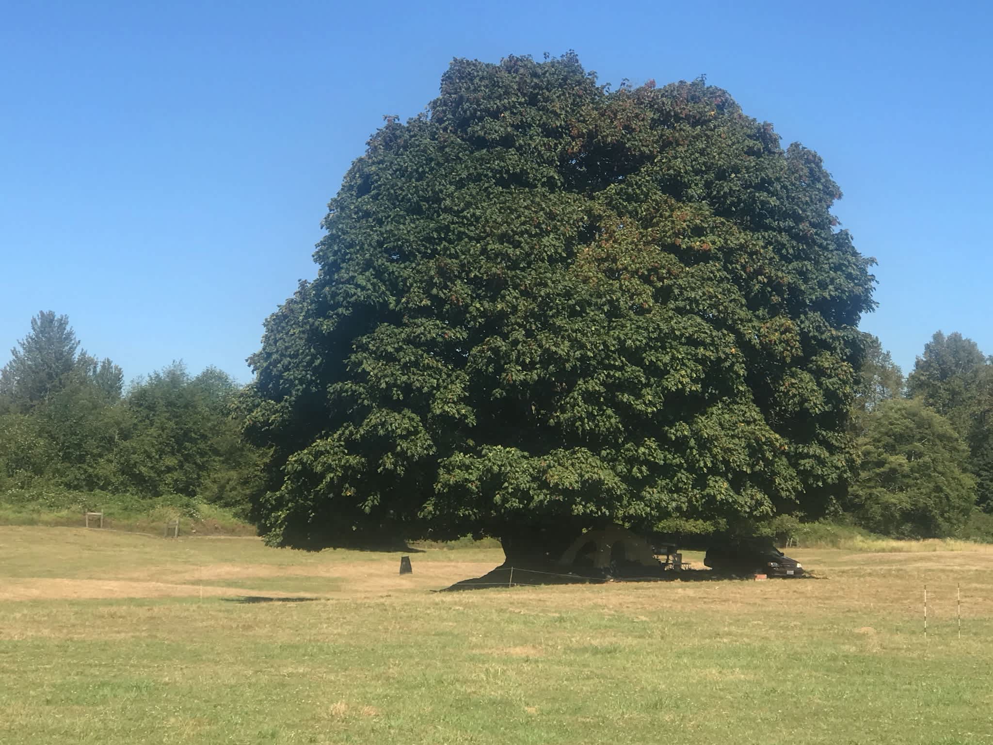 Picture of the site