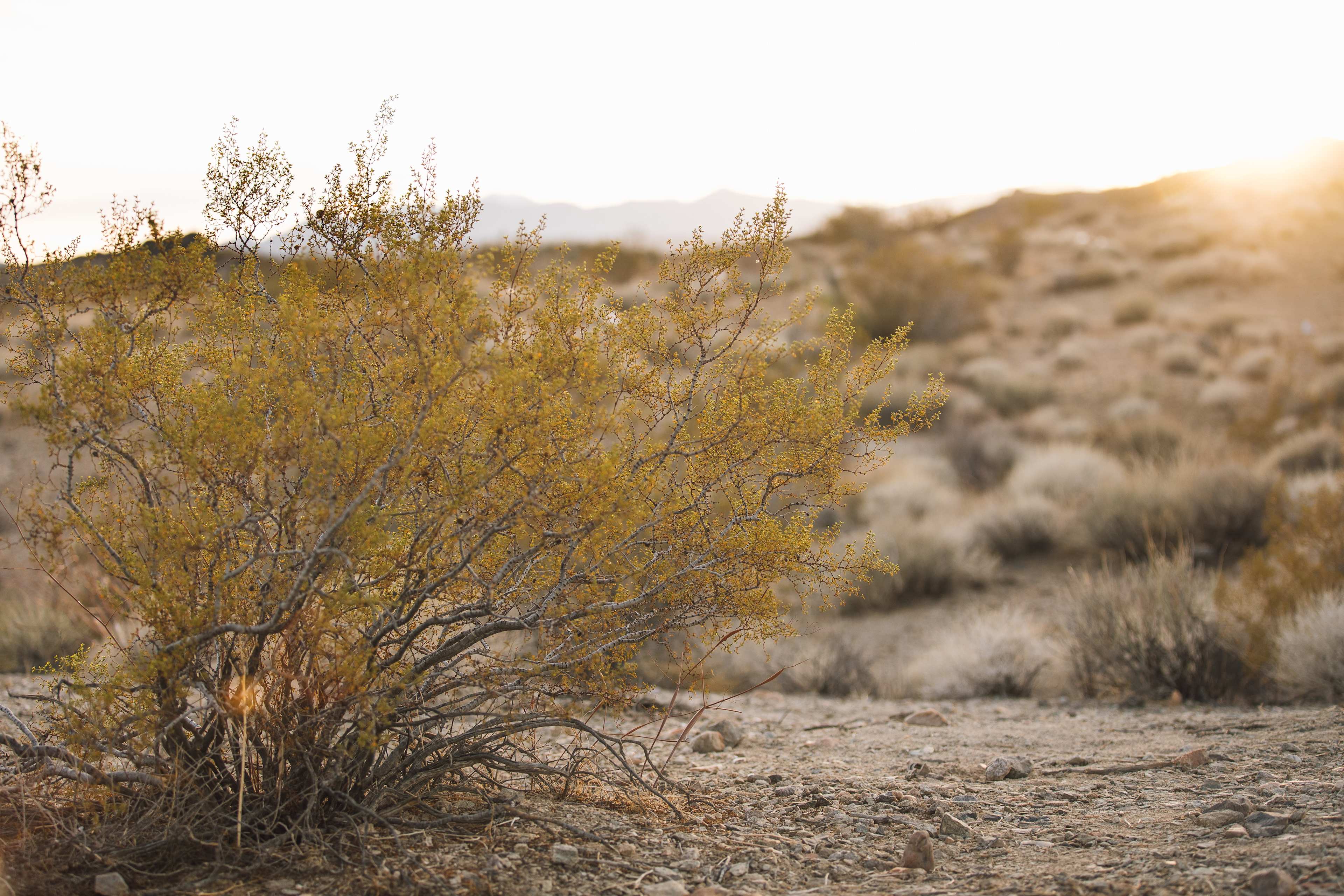 Livin' and lovin' those desert feels