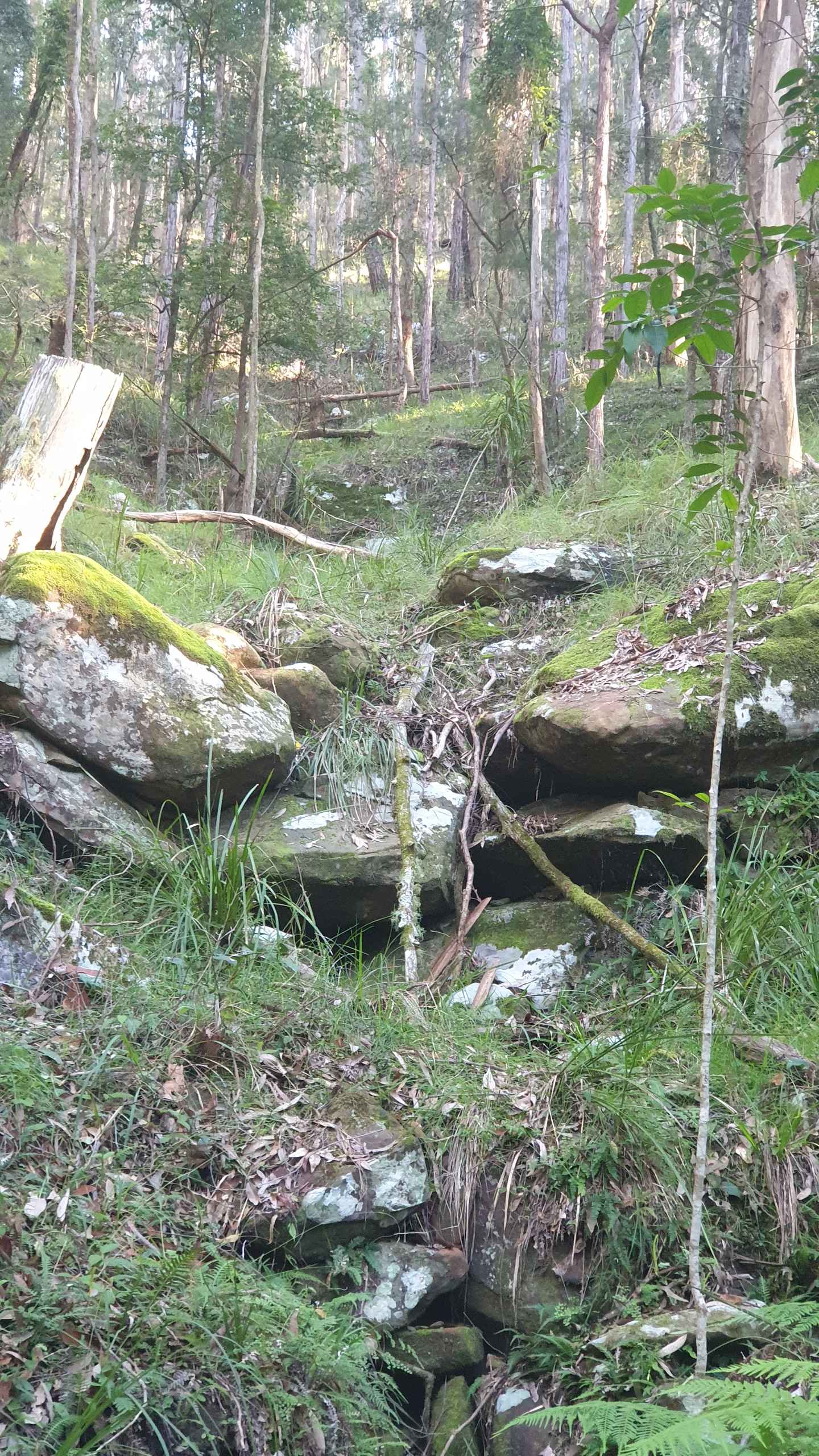 Fern Gully
