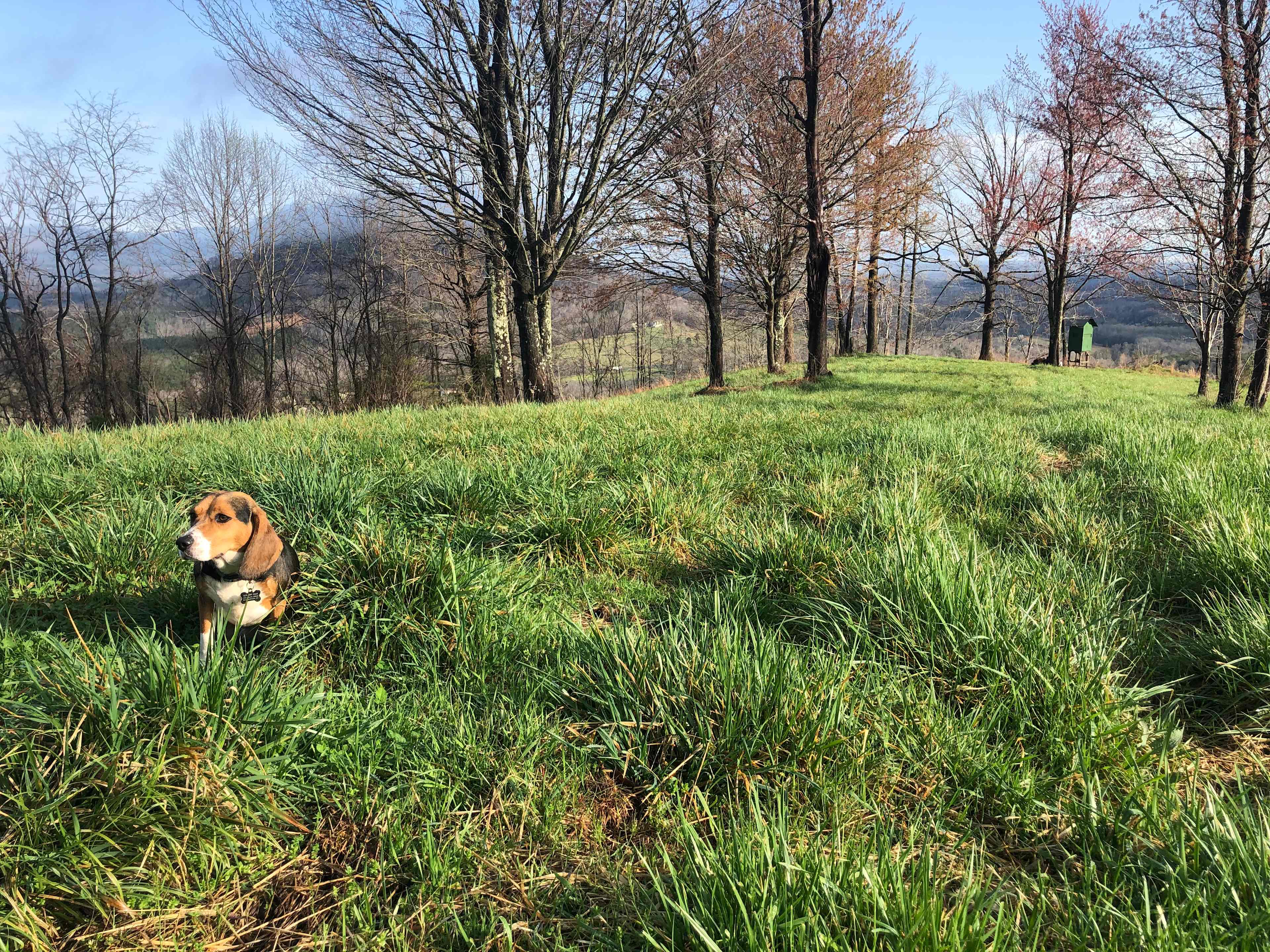 Bolin Knob Meadows