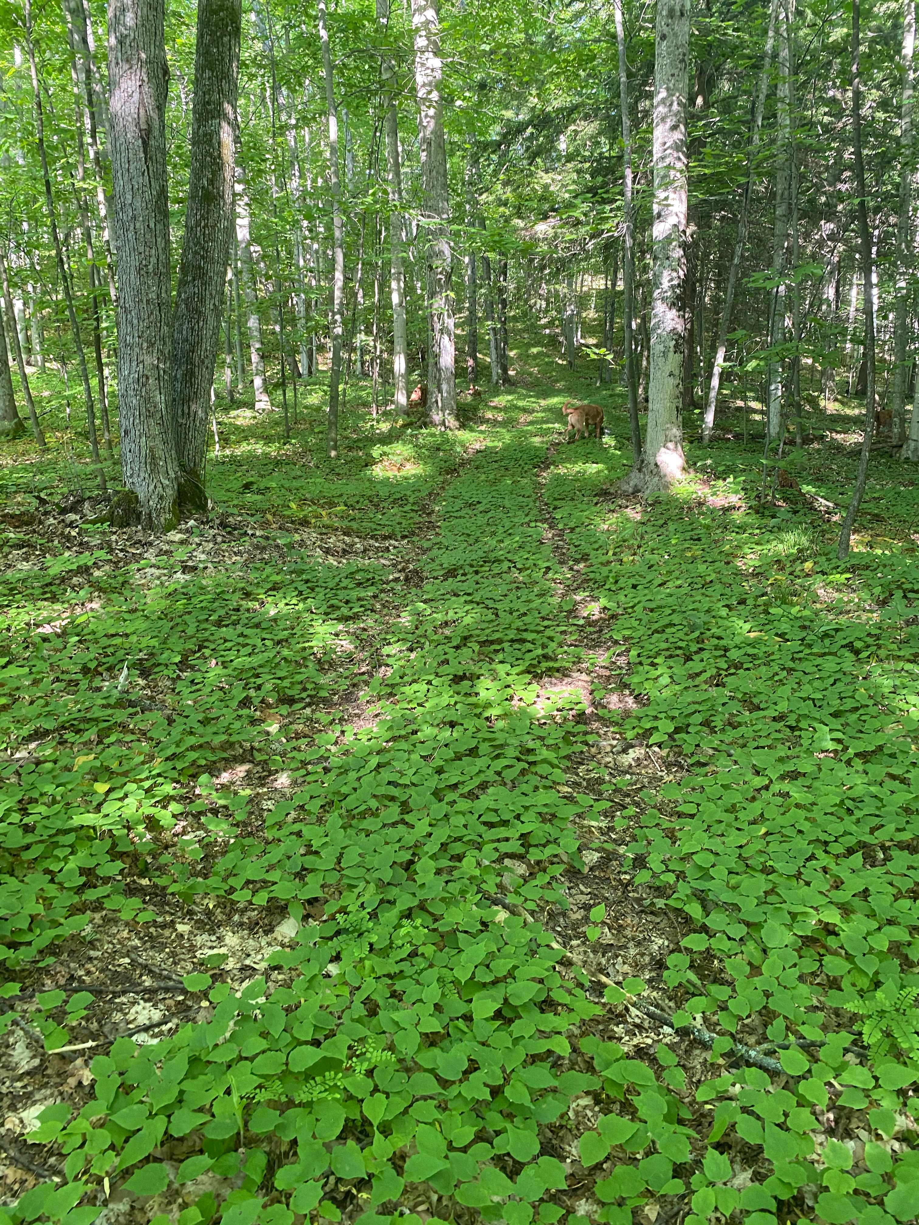 Hortun creek forest