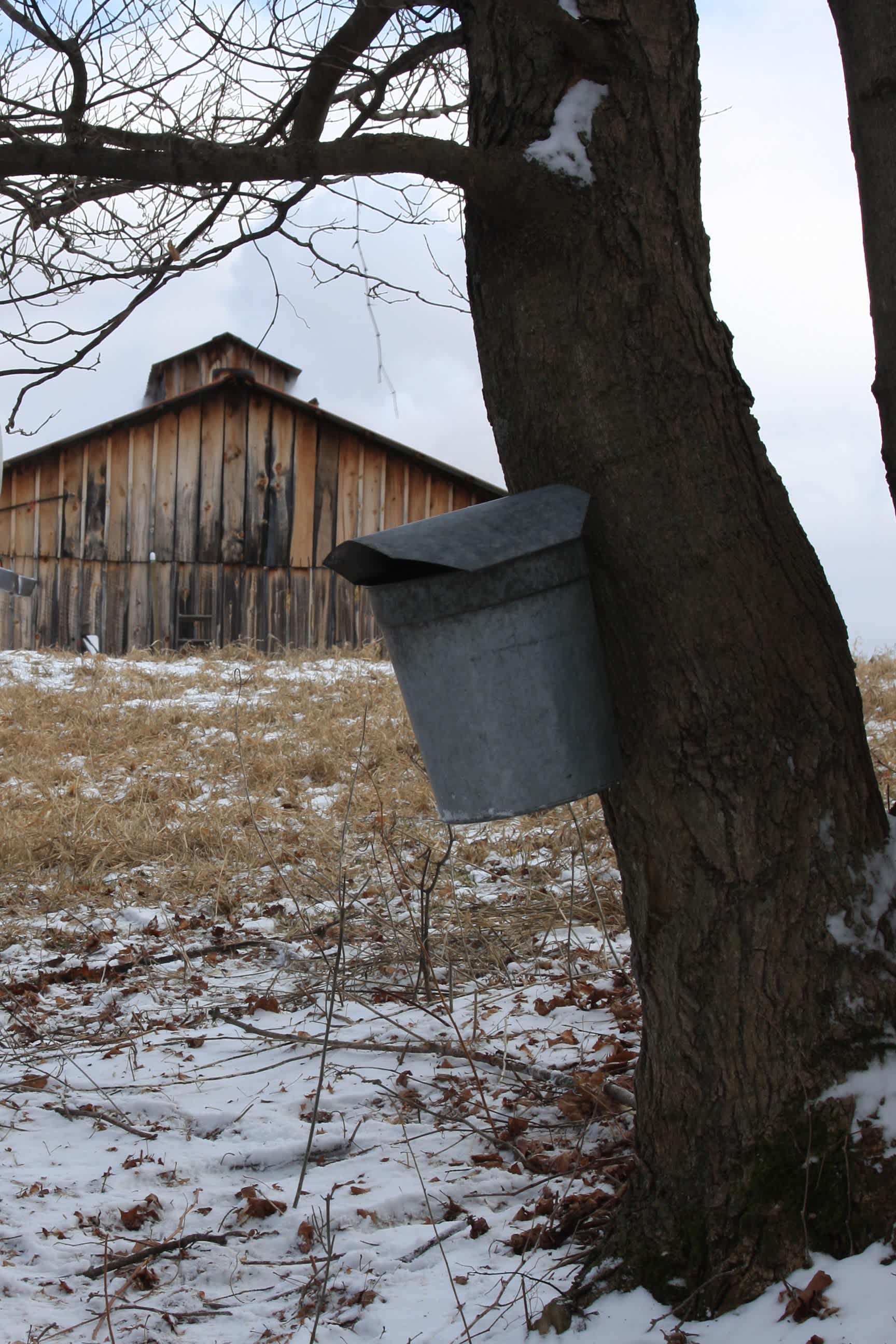 Scenic Mapleland Farms