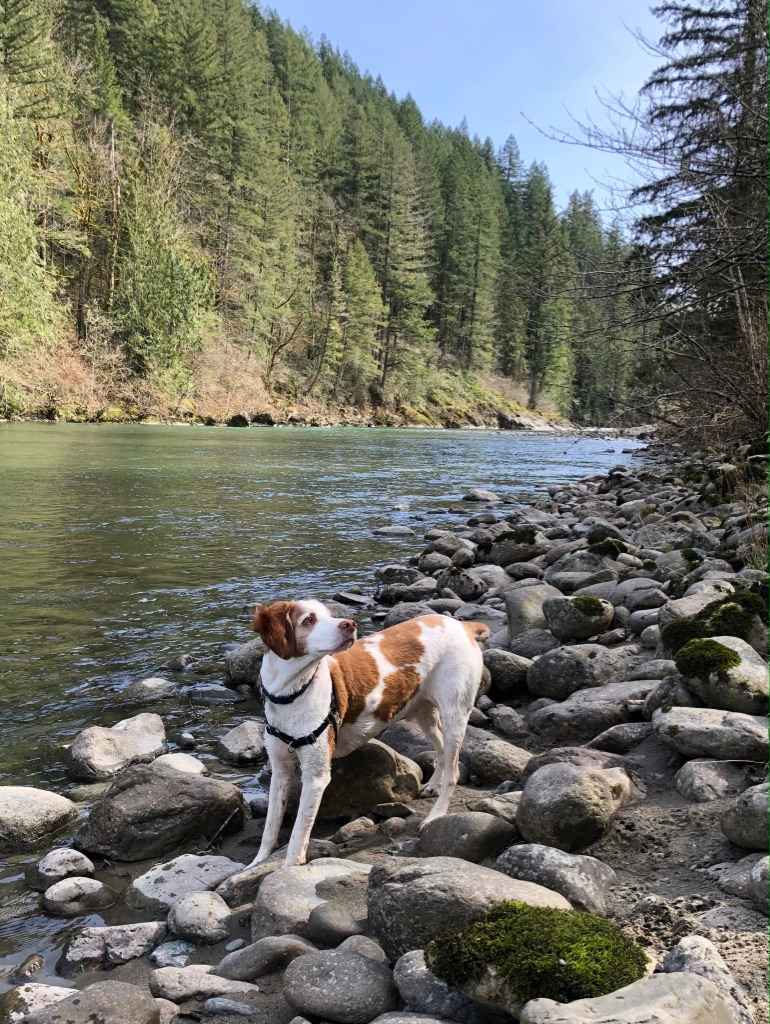 Forested with River Access/Firepit