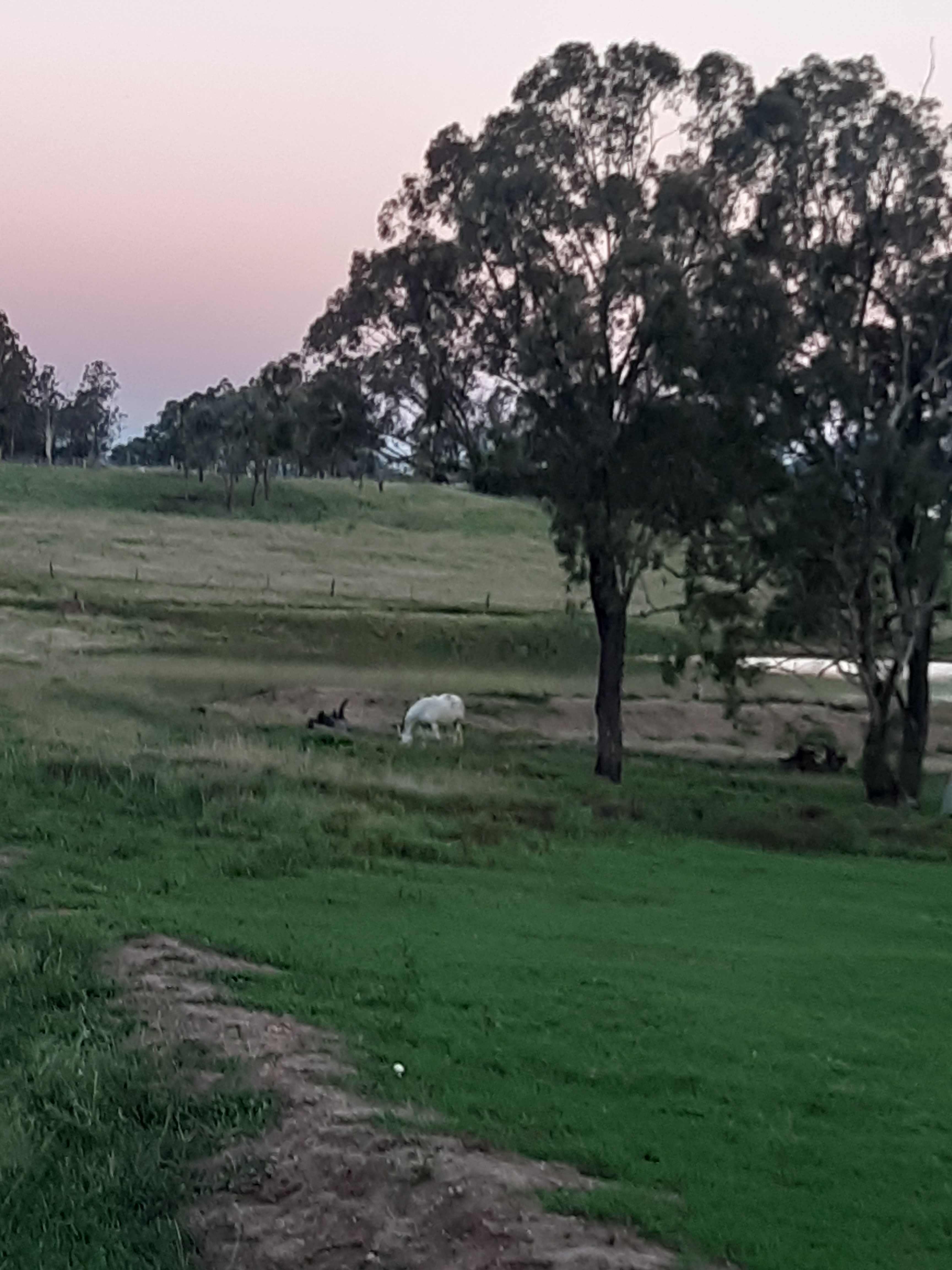 Camping near Willowbank Raceway