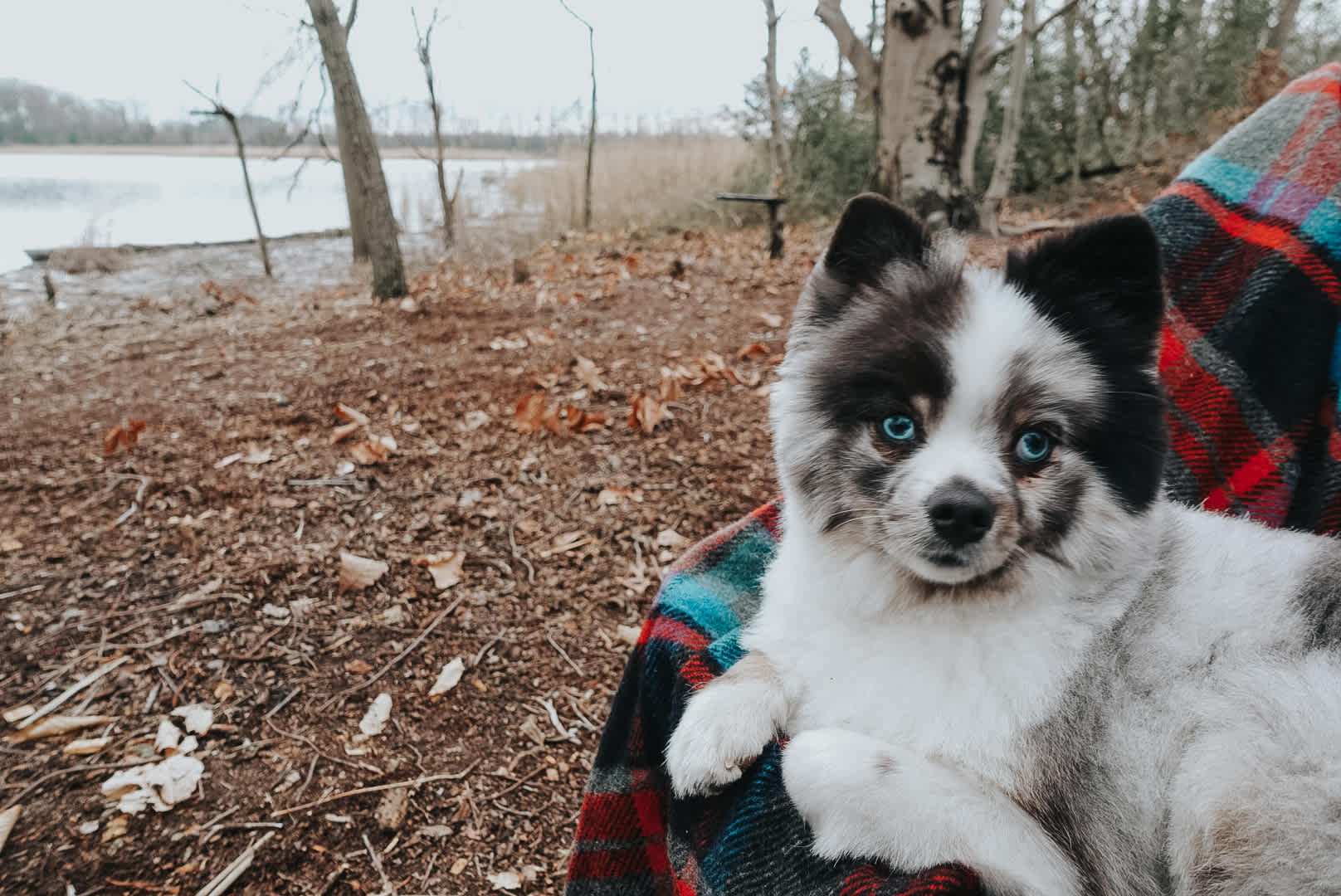 Dog enjoying the cozy trip 
