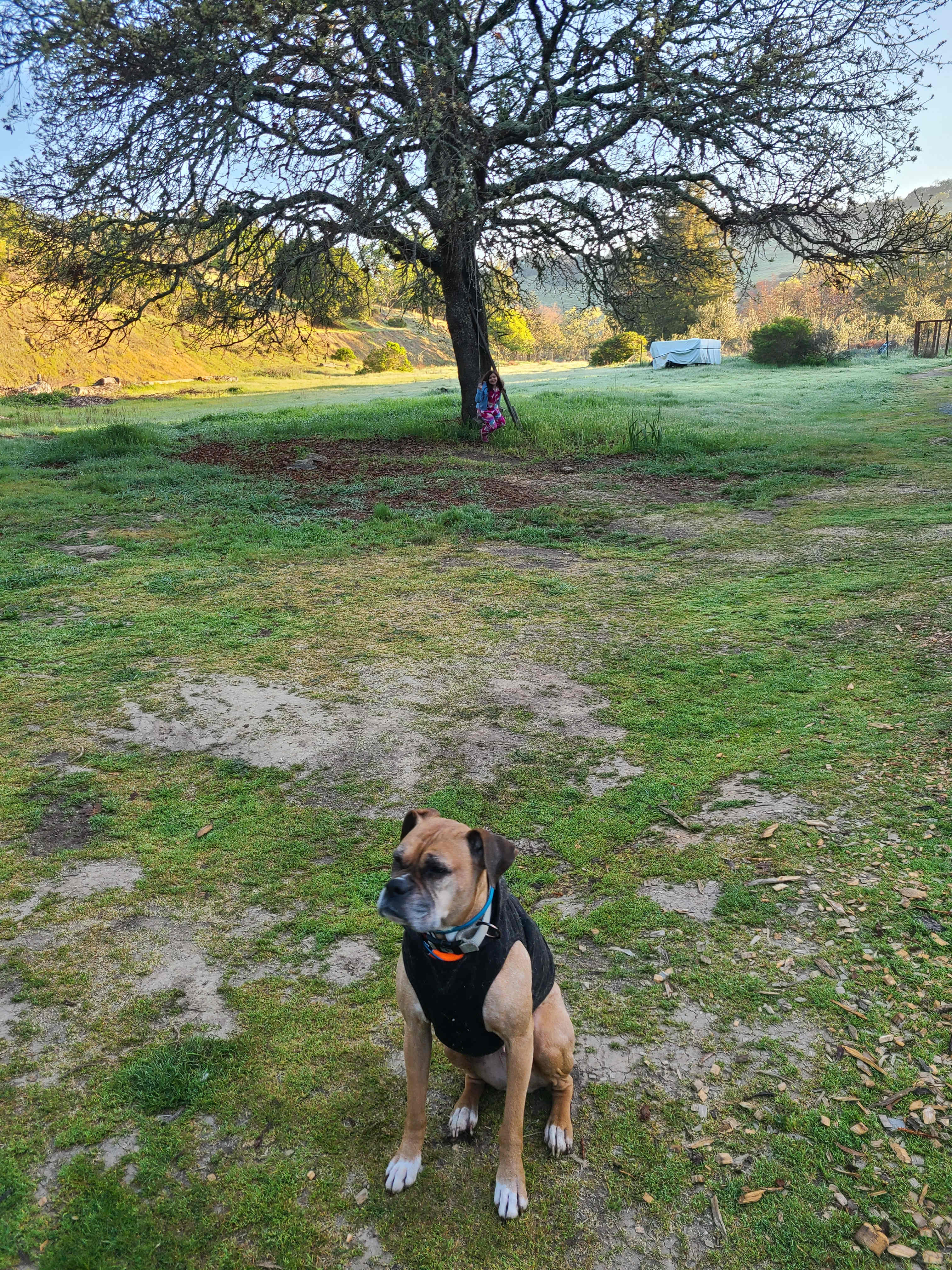 The Olive Farm