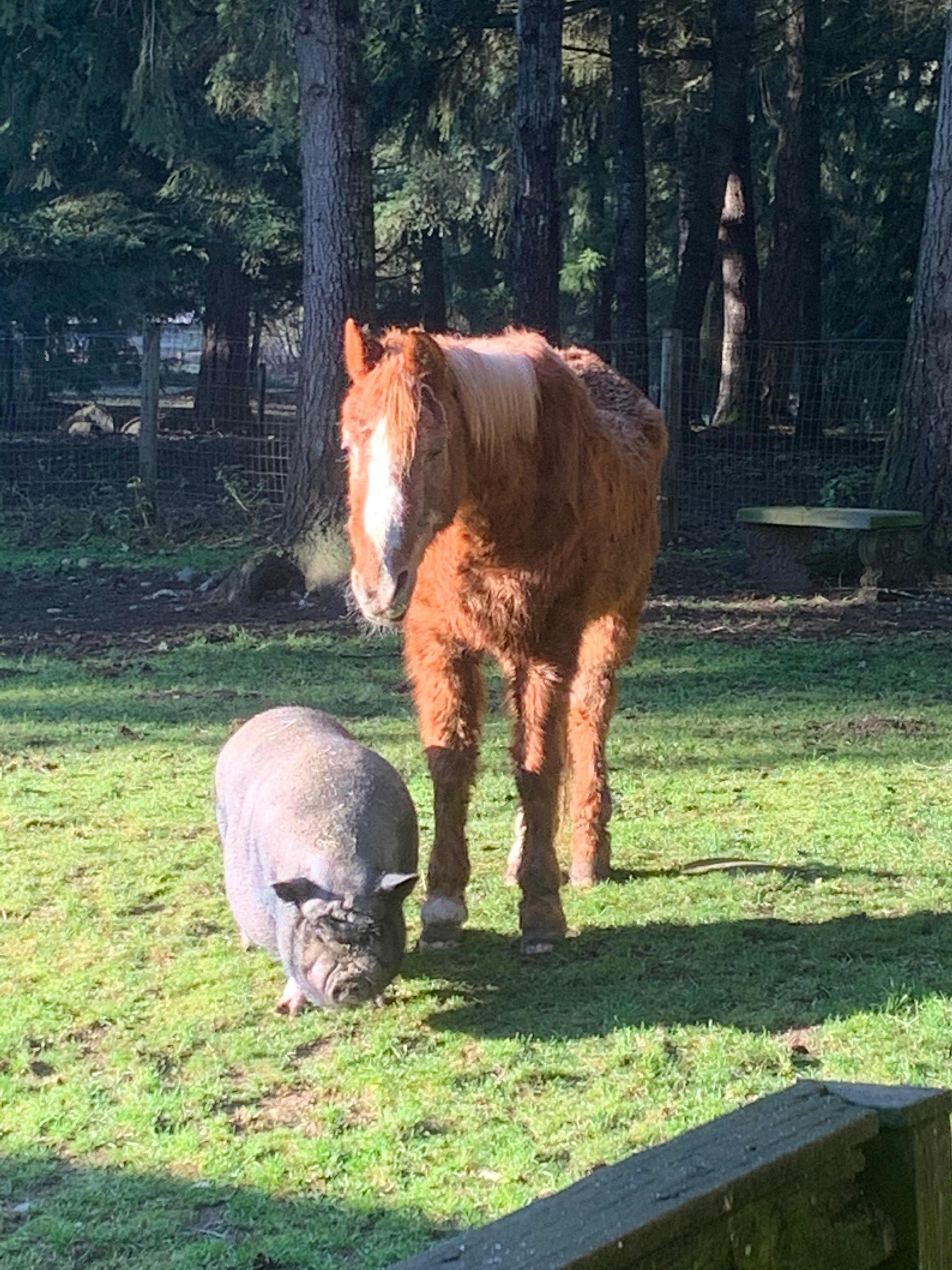 Camp with the animals at HHH Ranch