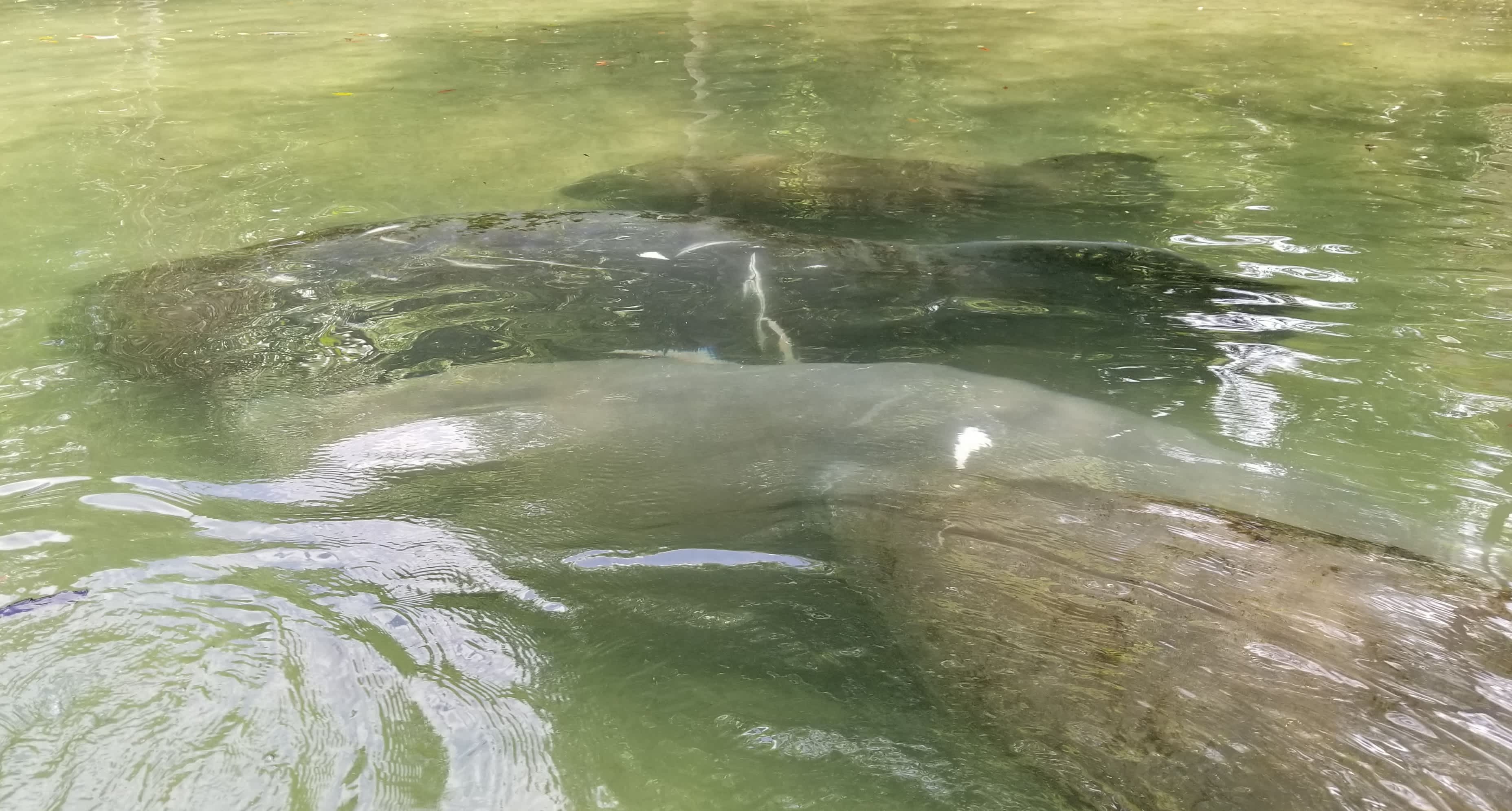 If you are a kayaker then rent kayaks at the Weeki Wachee Marina and paddle up the river before floating back down 