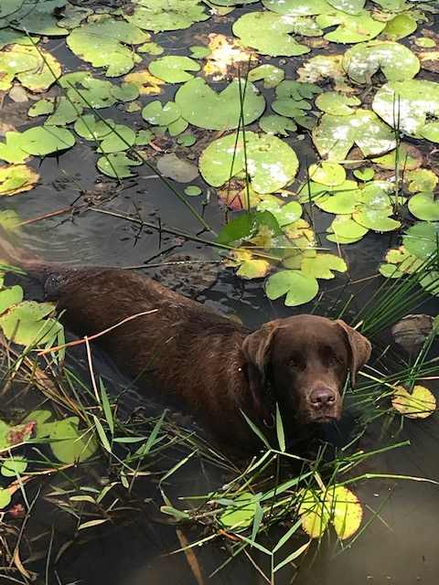 Molly loves to swim in the dam !!