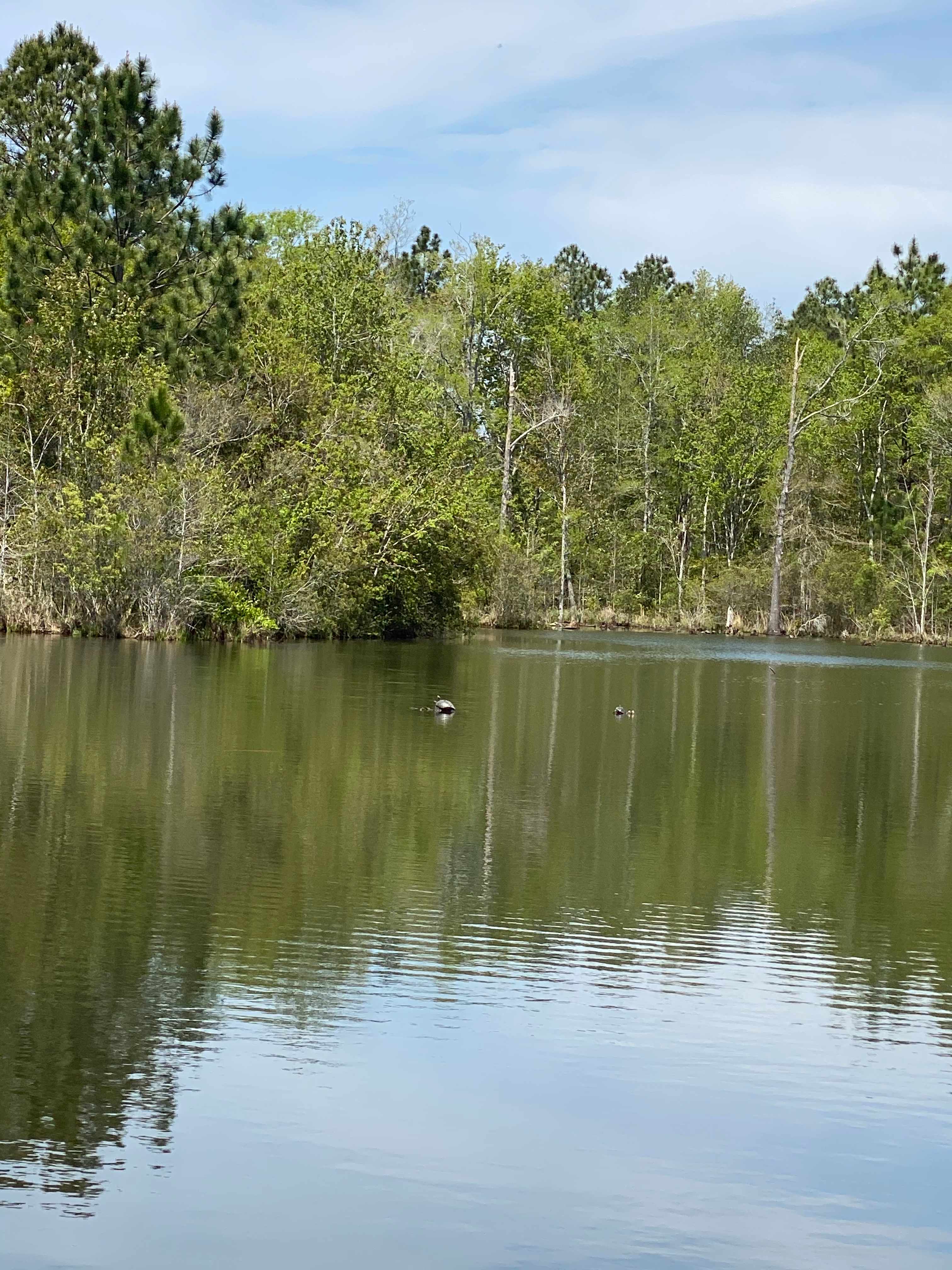 Turtles in the front pond. 