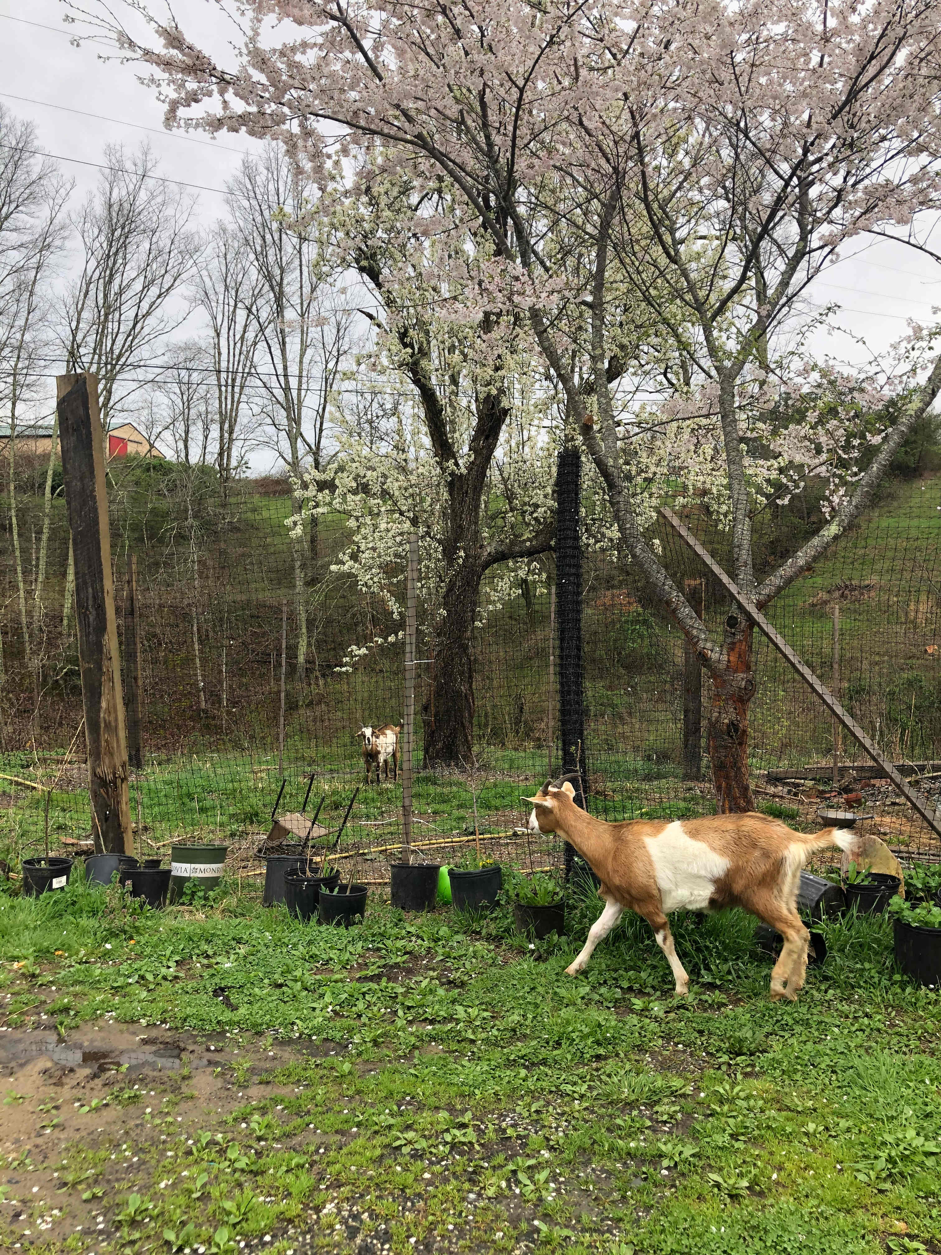 The goats greet you when you park. 