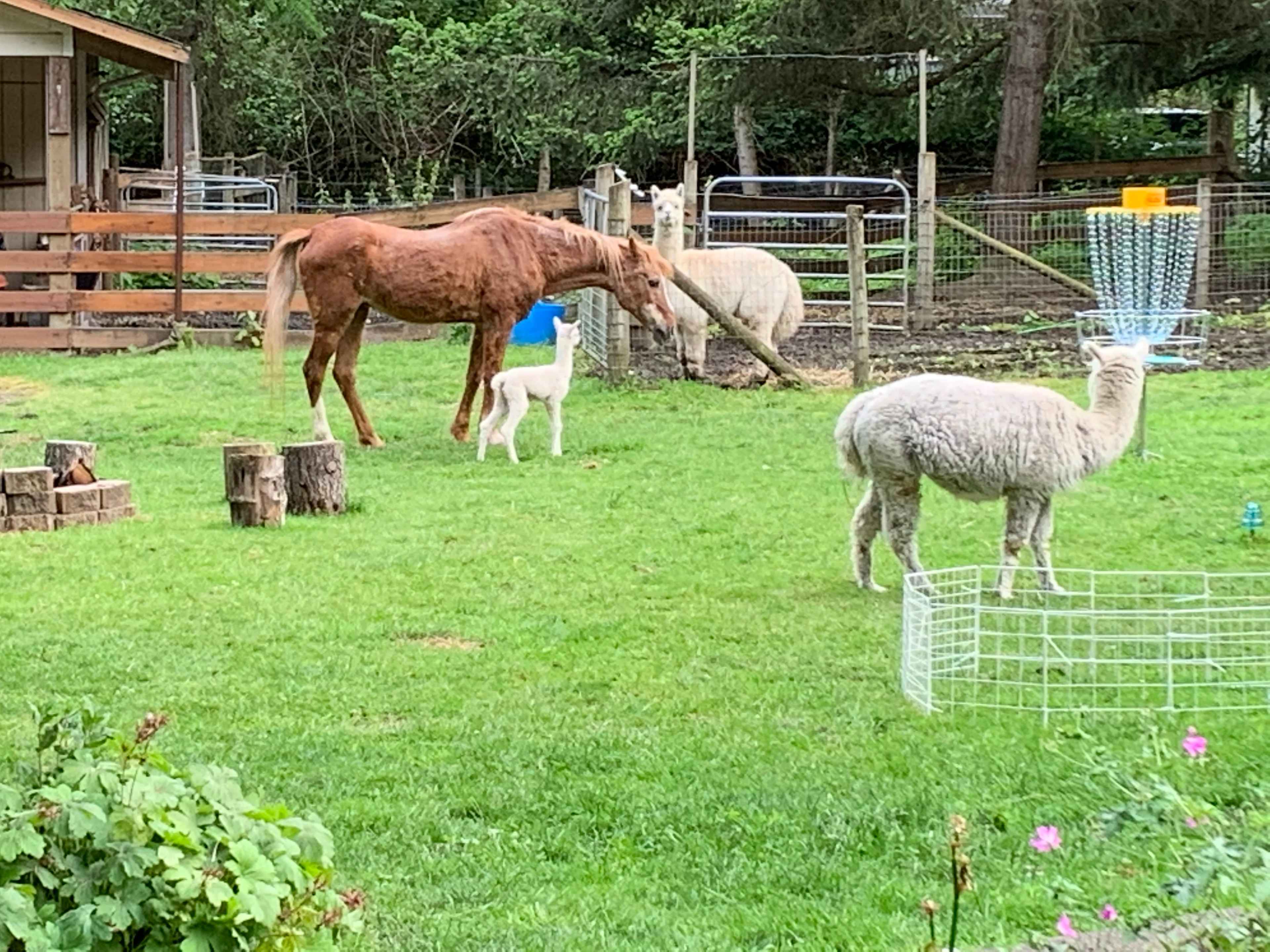 We have 10 alpacas, horses, chickens, a couple of goats, a sheep and a pot bellied pig. 
