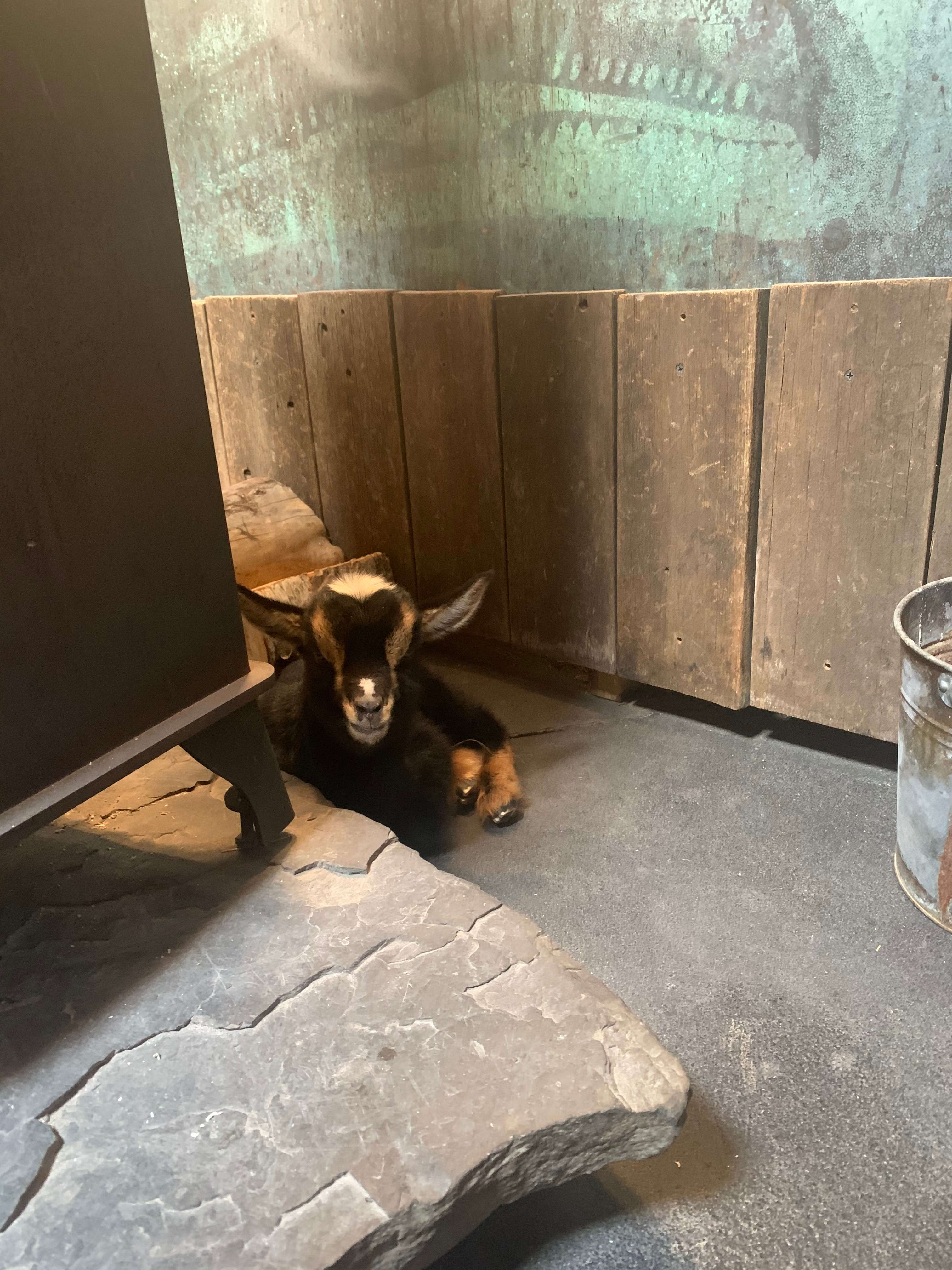 Mariaville Goat Farm Yurt