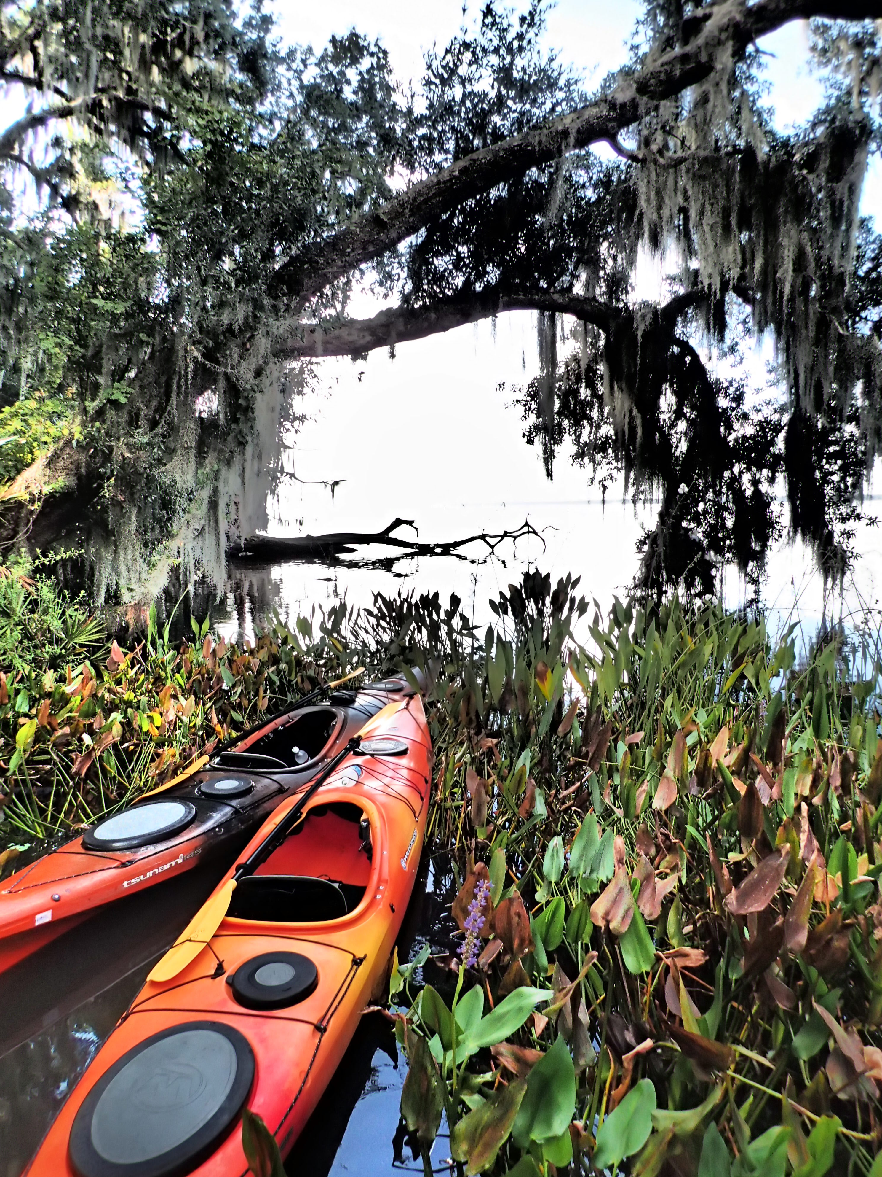 Enchanting Old Florida Homestead