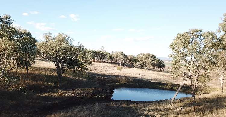 Bunya Mountains View