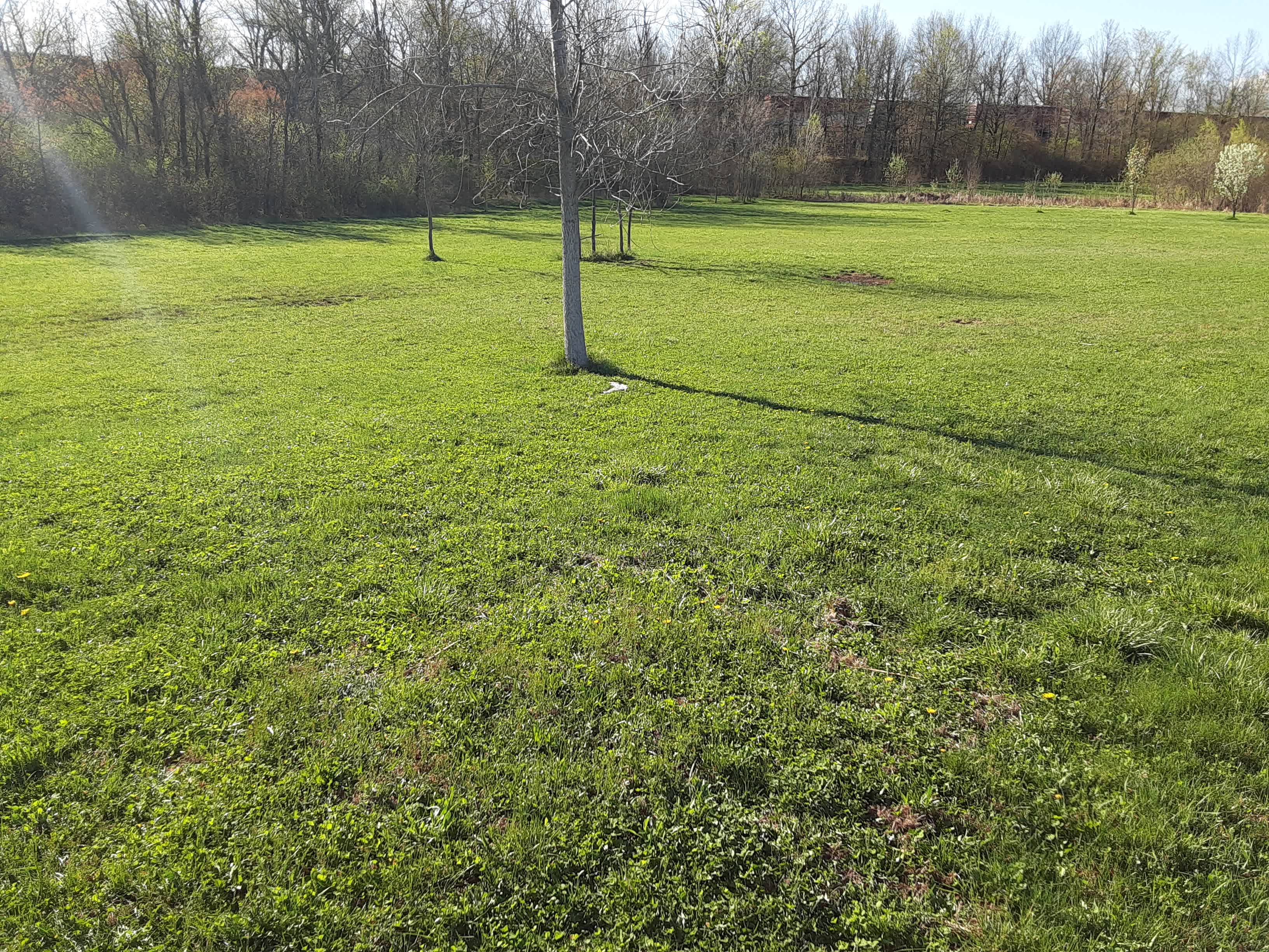 Meadow by the Pond