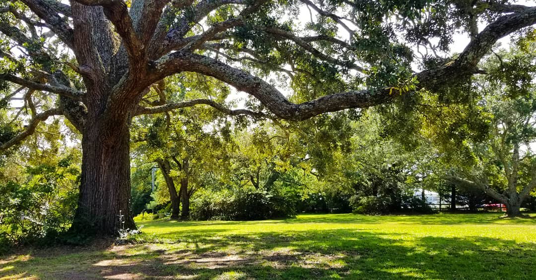 Live Oaks Farm