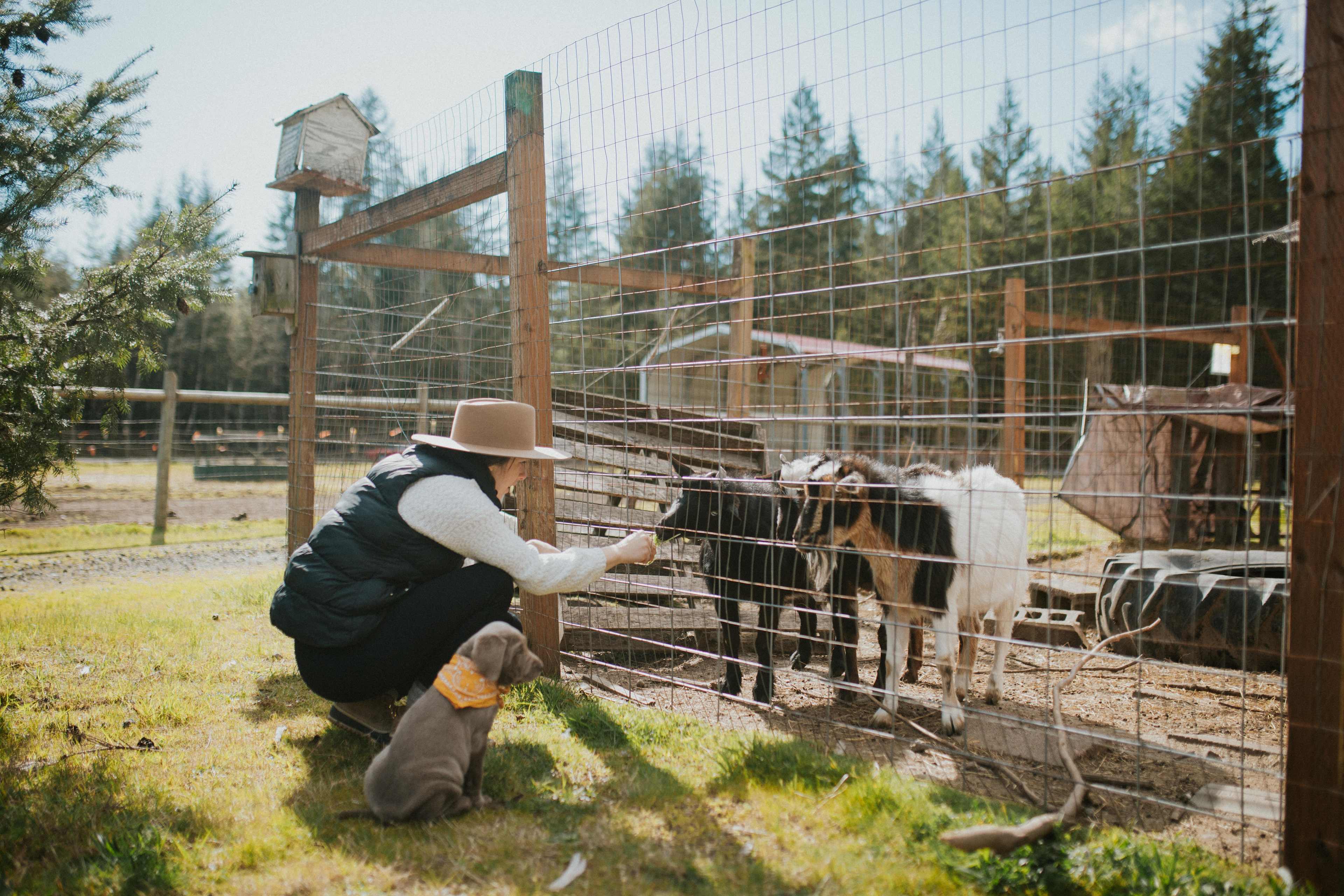 Feeding the goats some grass!