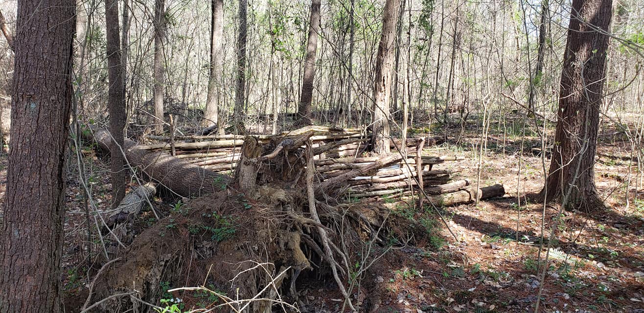 Trothwood Forest