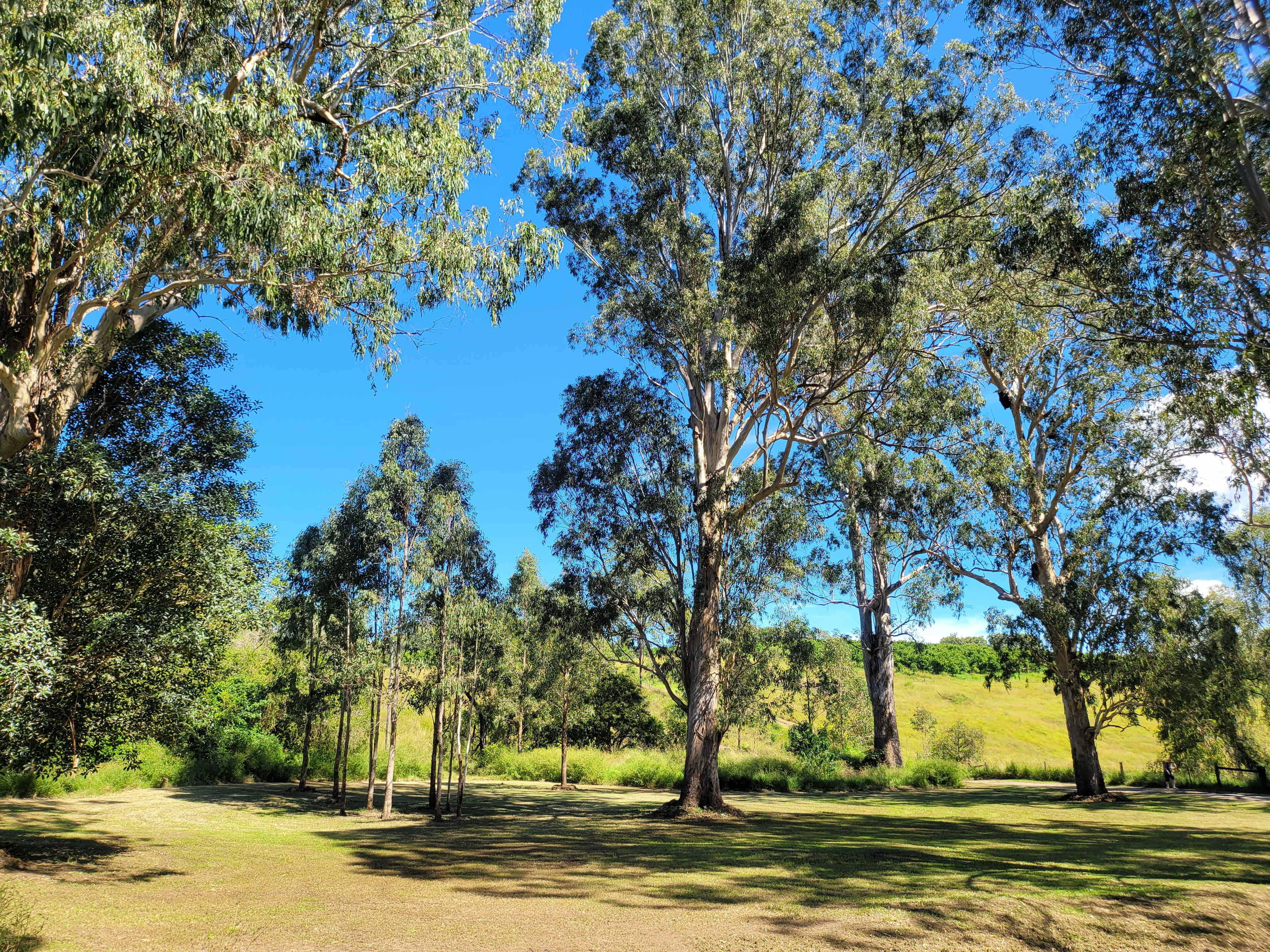 Broadwoodwidger