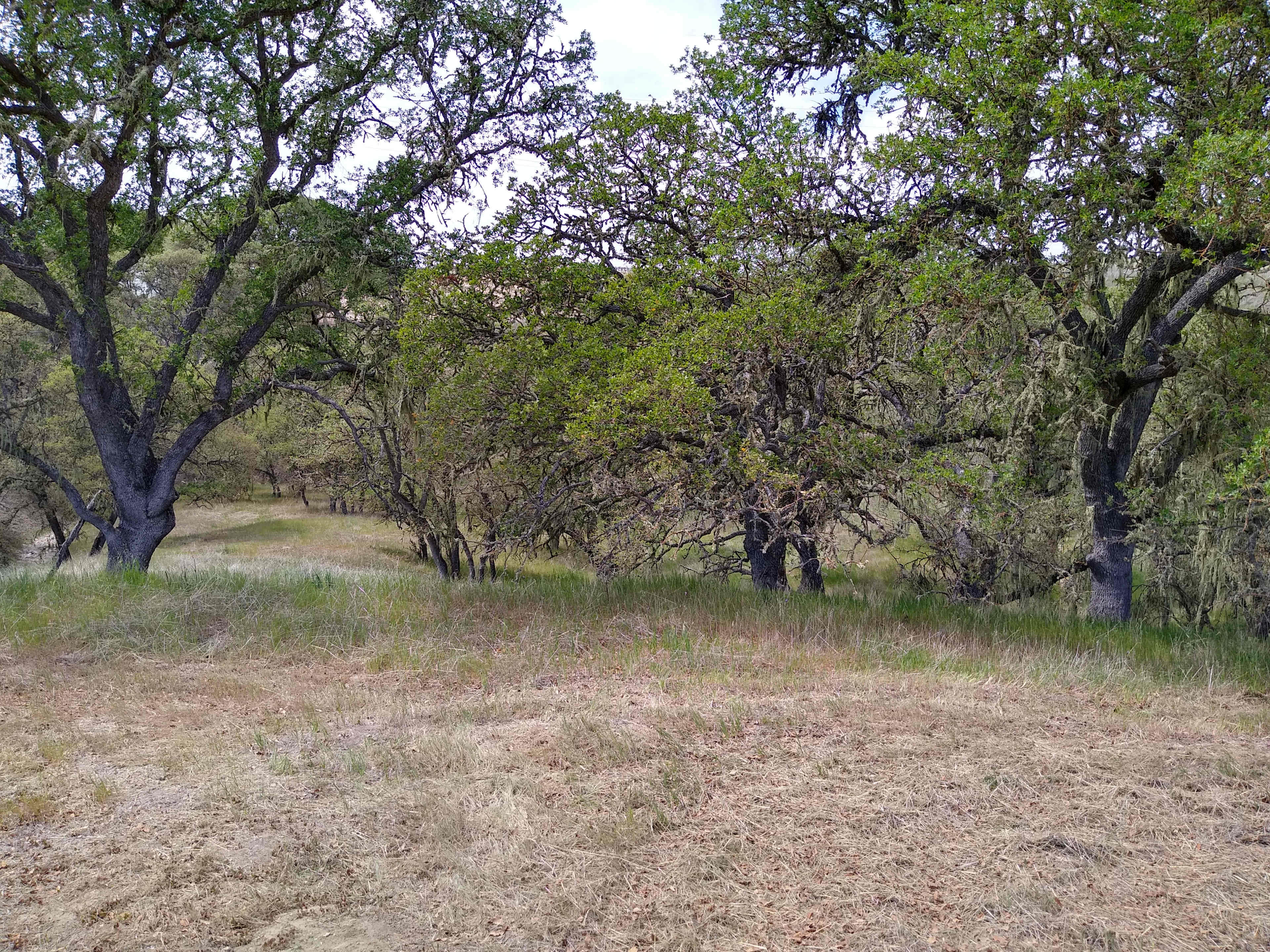 McDavitt Country Camping