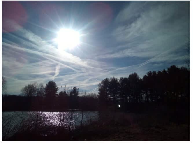 wood's, pine tree's, pond