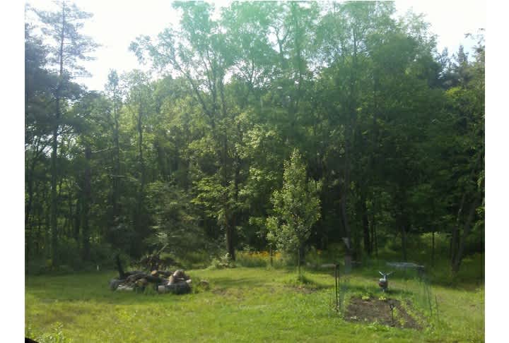 wood's, pine tree's, pond