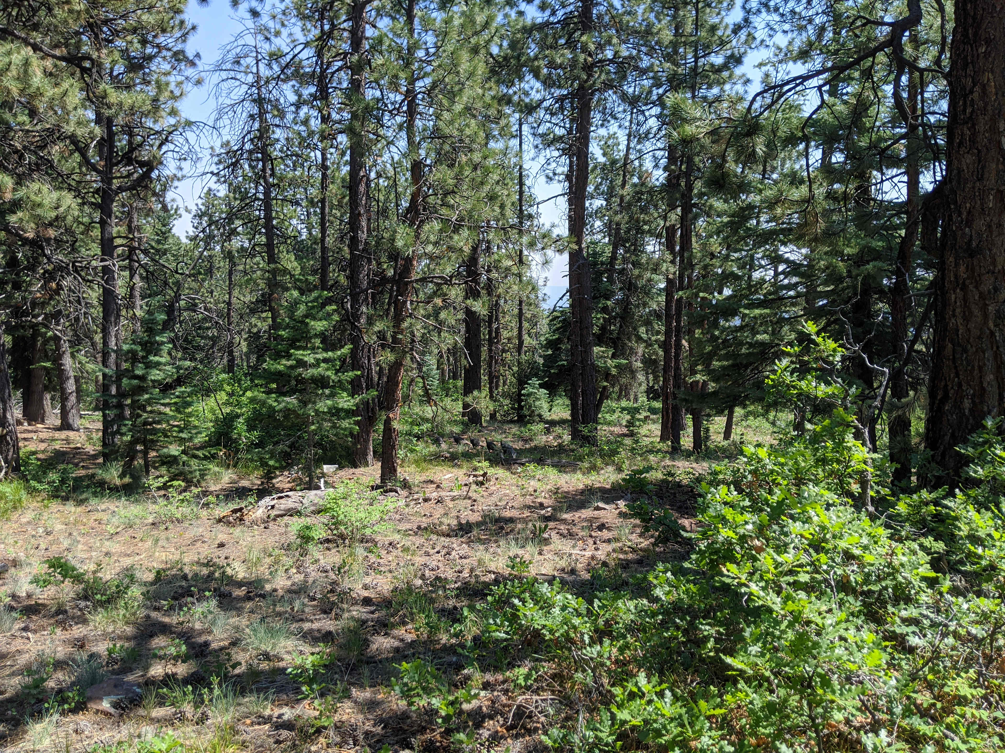 High elevation San Juan camping