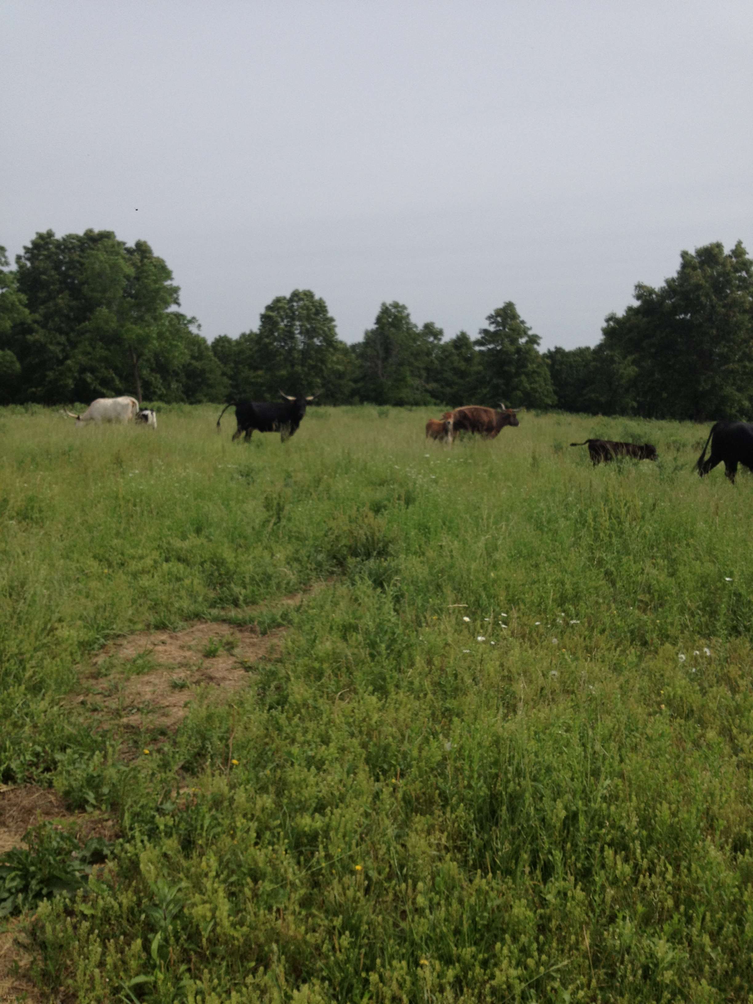 Ozarks primitive camping