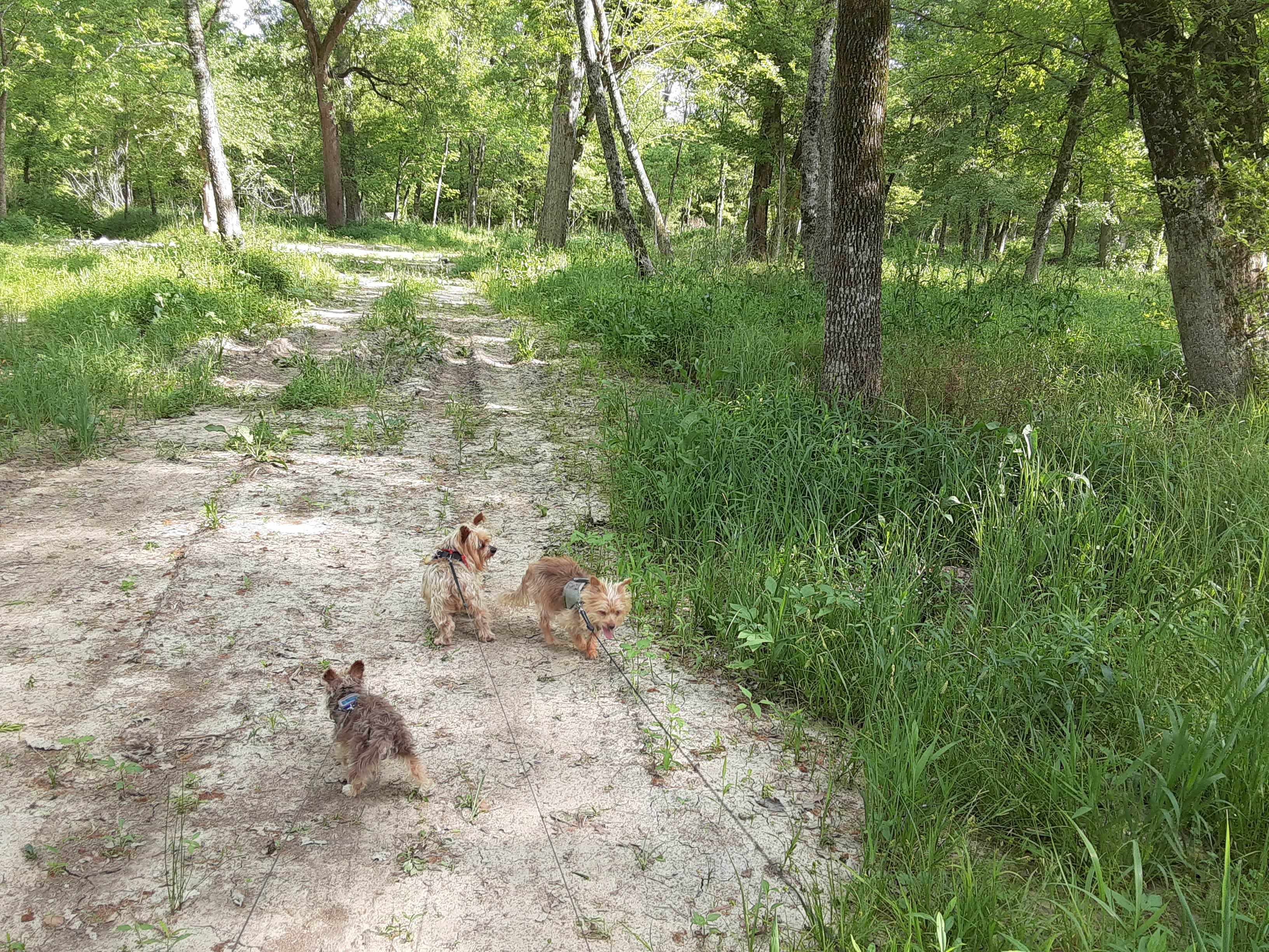 Walked the little trail out back. Warning: lots of burrs/little spike plants everywhere. We had to pull/cut out of our dogs hair. Otherwise we spotted lots of different plants and that was cool. 