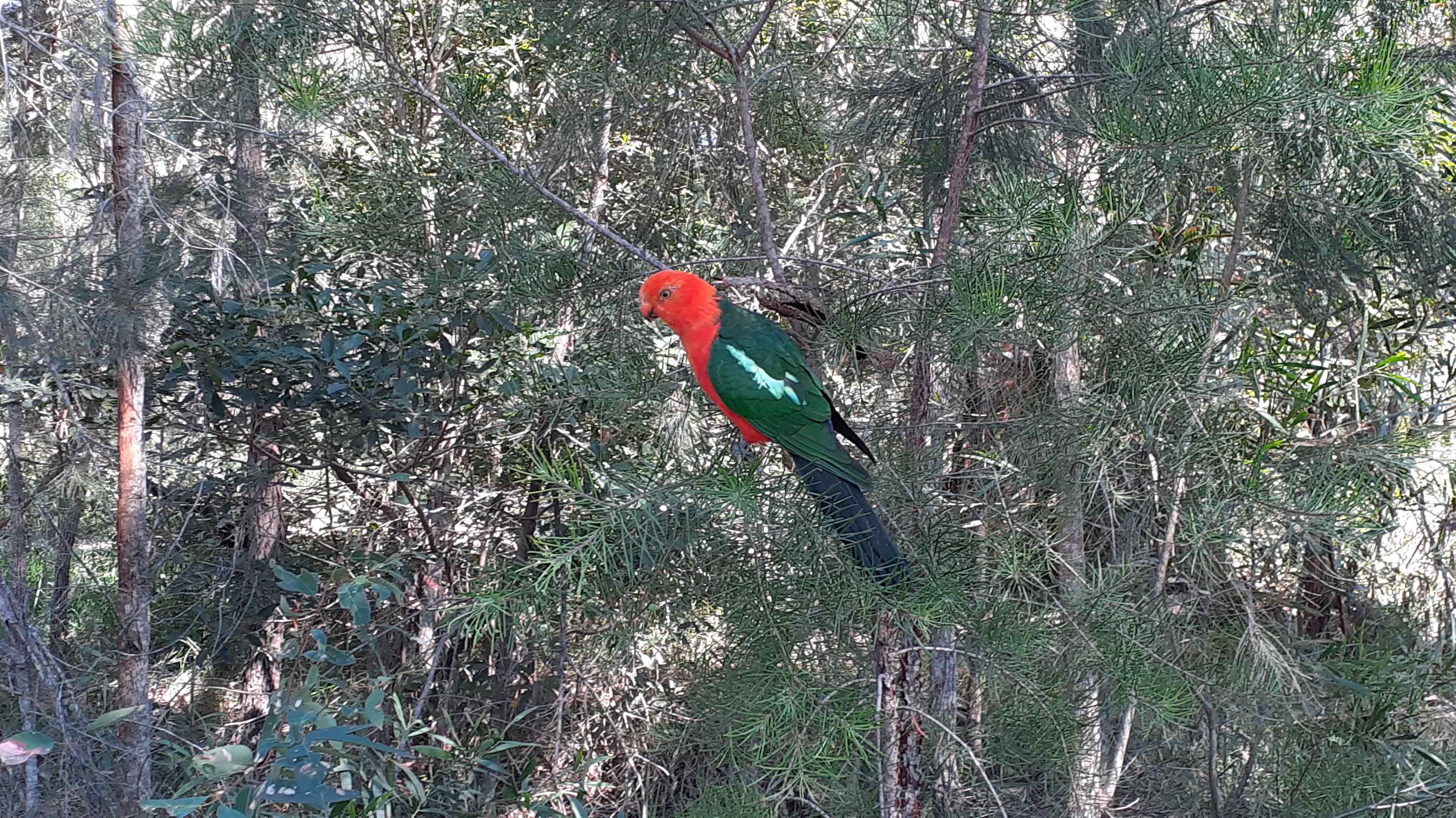 Dharawal Camp
