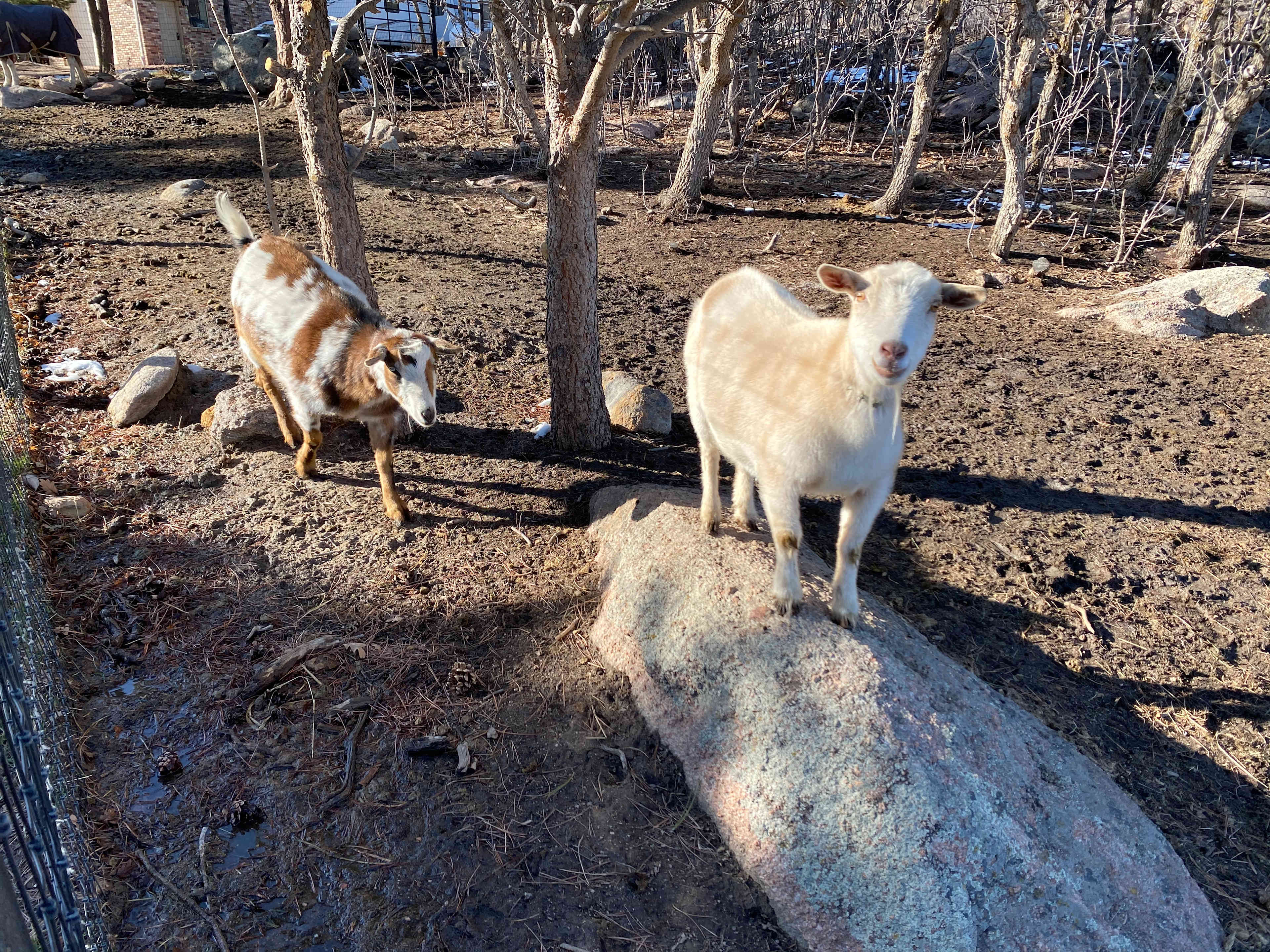 Standiford Goat and Equine Ranch